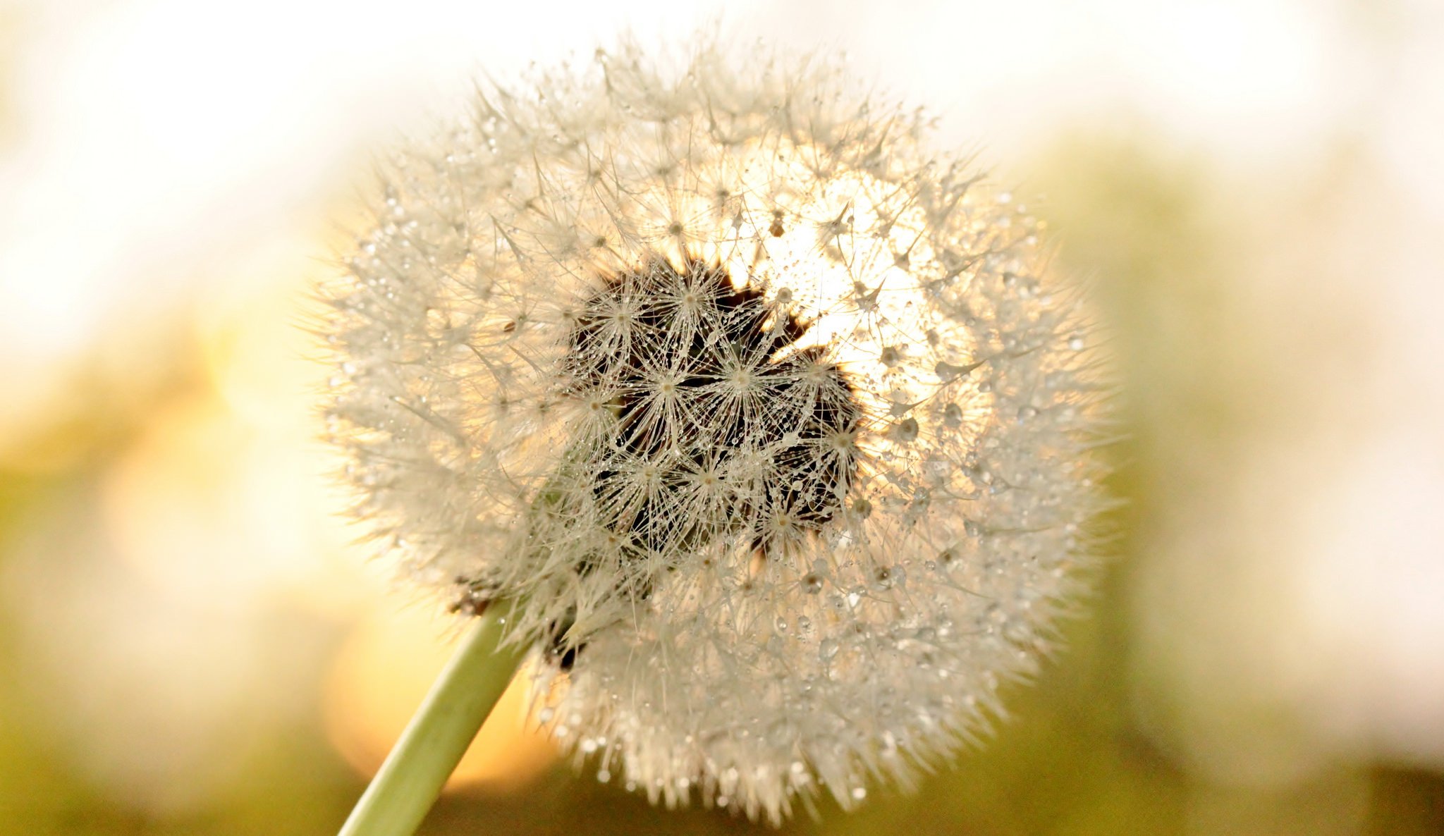 fiore dente di leone macro rugiada gocce macro sfondo carta da parati widescreen a schermo intero widescreen widescreen