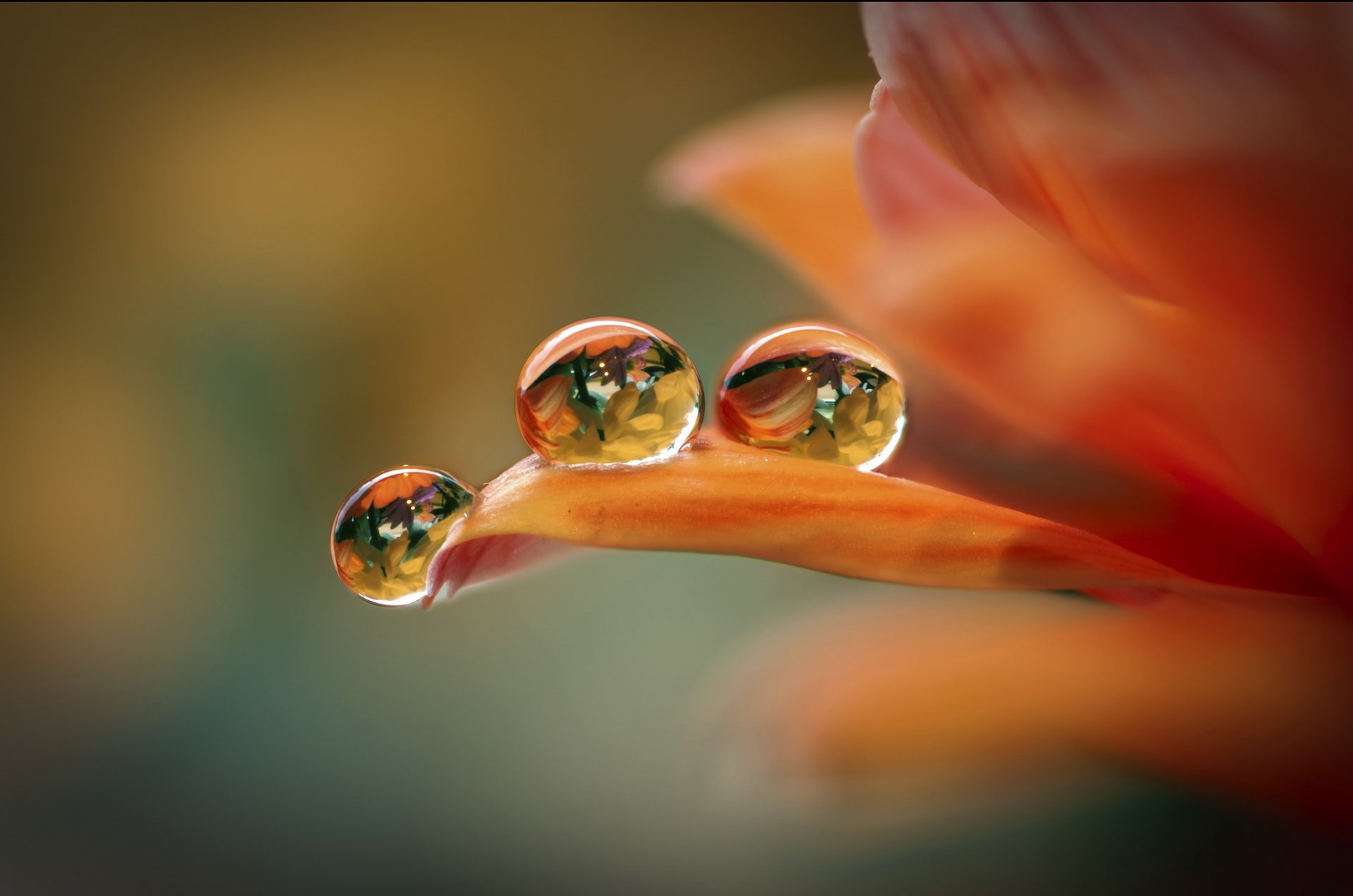 fleur pétales gouttes fond