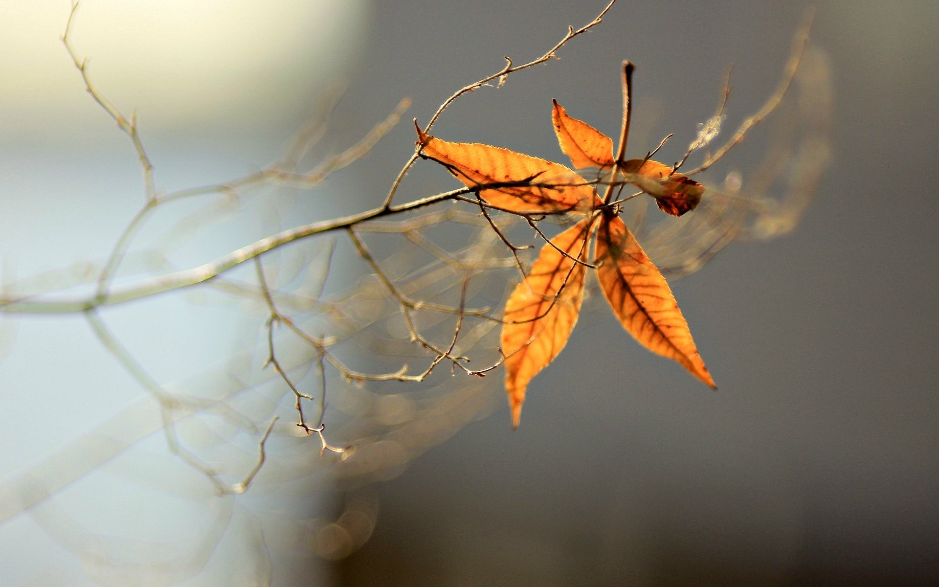 macro albero foglie foglioline sfocatura ramo sfondo carta da parati widescreen schermo intero widescreen widescreen