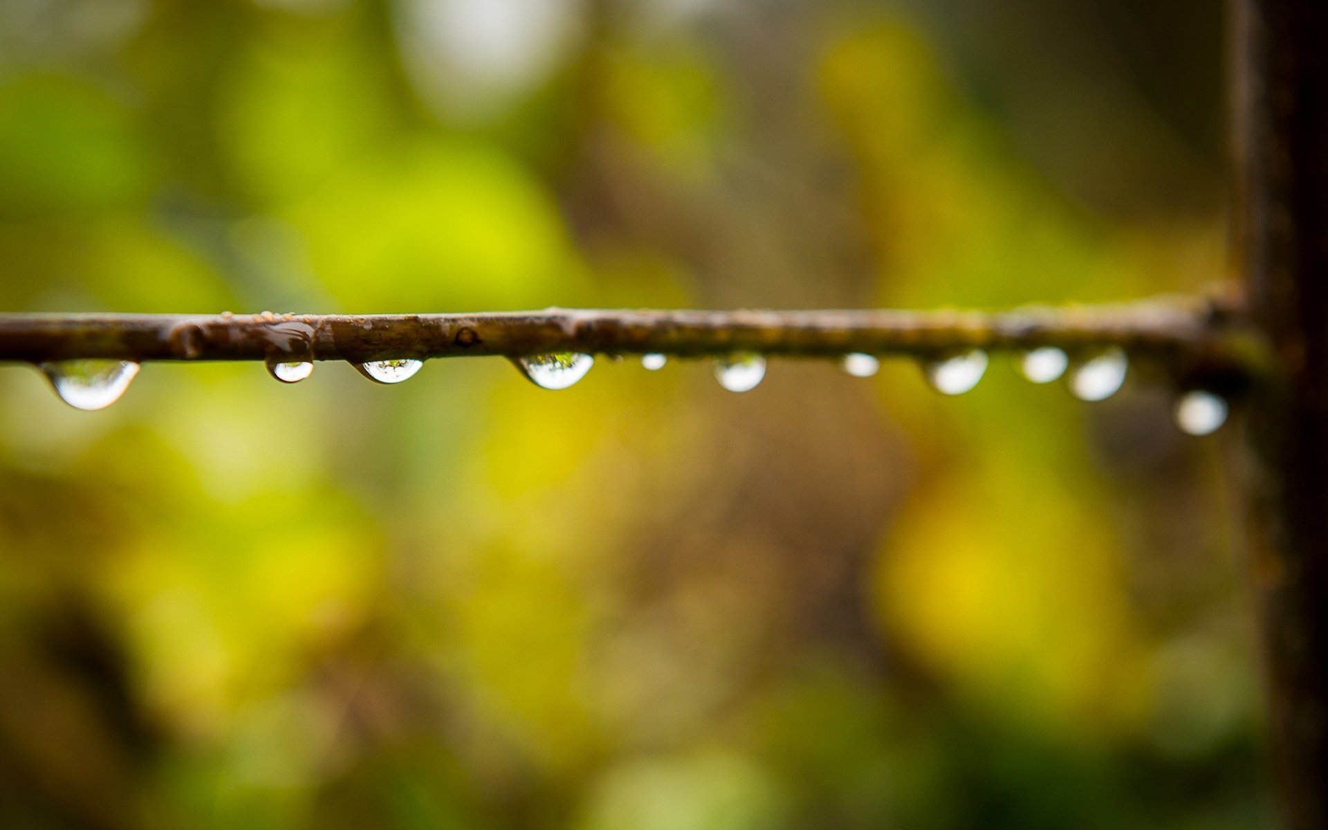 close up drops water rosa branch blur bokeh macro wallpaper widescreen full screen hd wallpapers background