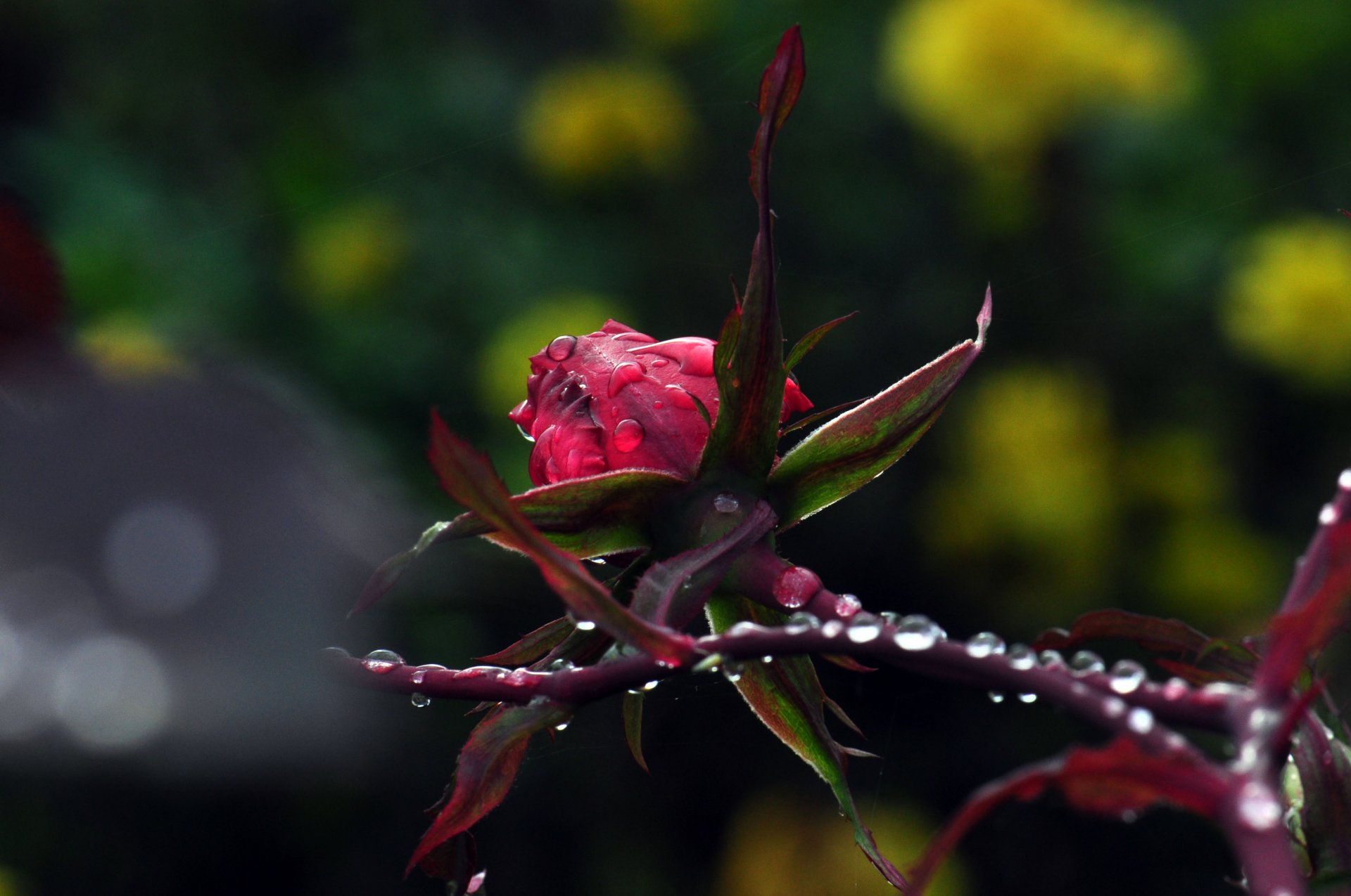 close up nature drops rose plants flower