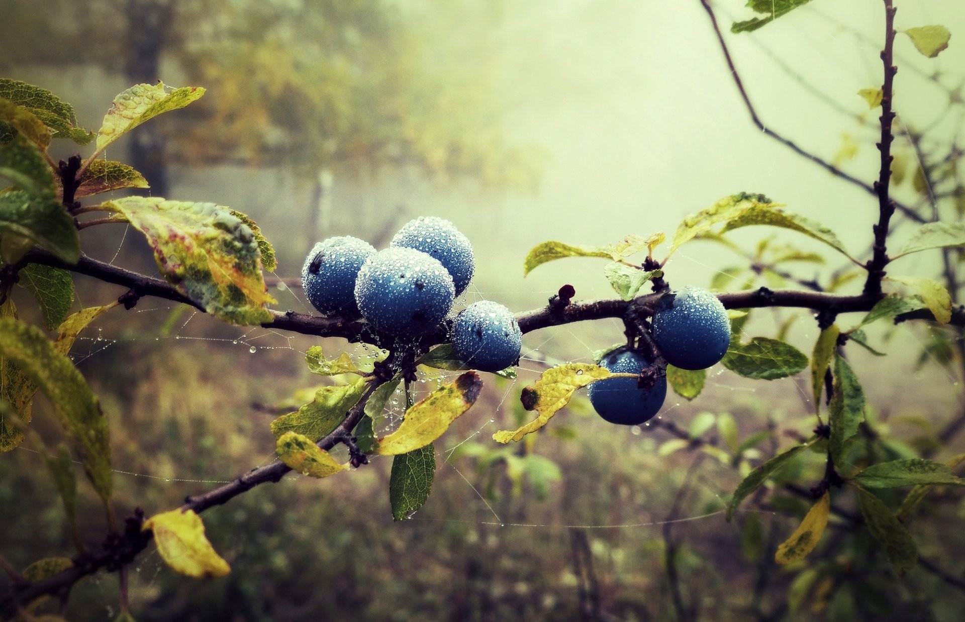 mirtilli mirtilli bacche gocce ragnatela ramo foglie foresta natura nebbia