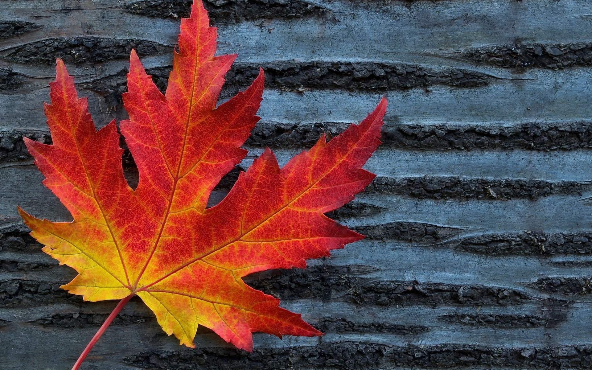 macro foglie foglia foglia forma rosso albero sfondo carta da parati widescreen schermo intero widescreen widescreen