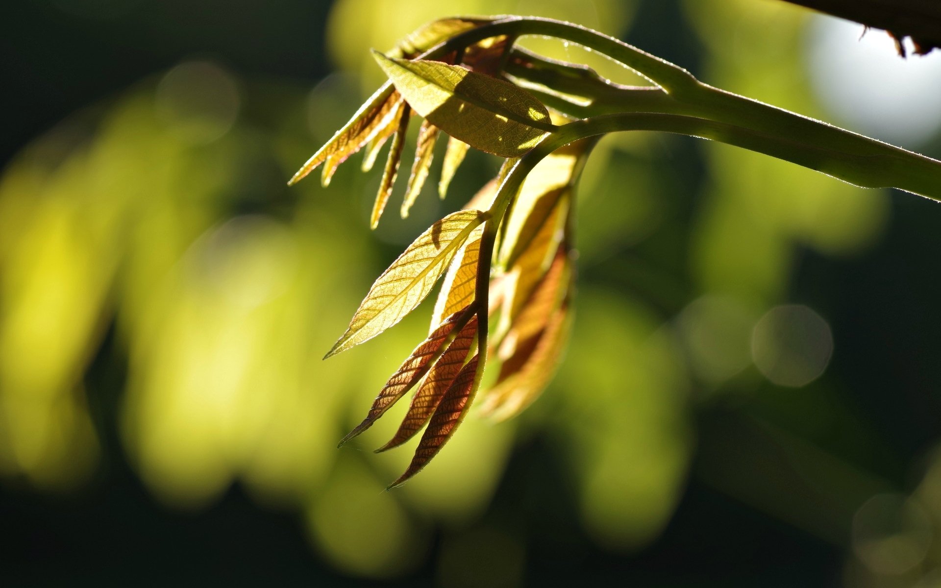 macro leaves leaves leaves branch tree trees bokeh blur macro leave beautiful background wallpaper widescreen fullscreen widescreen widescreen