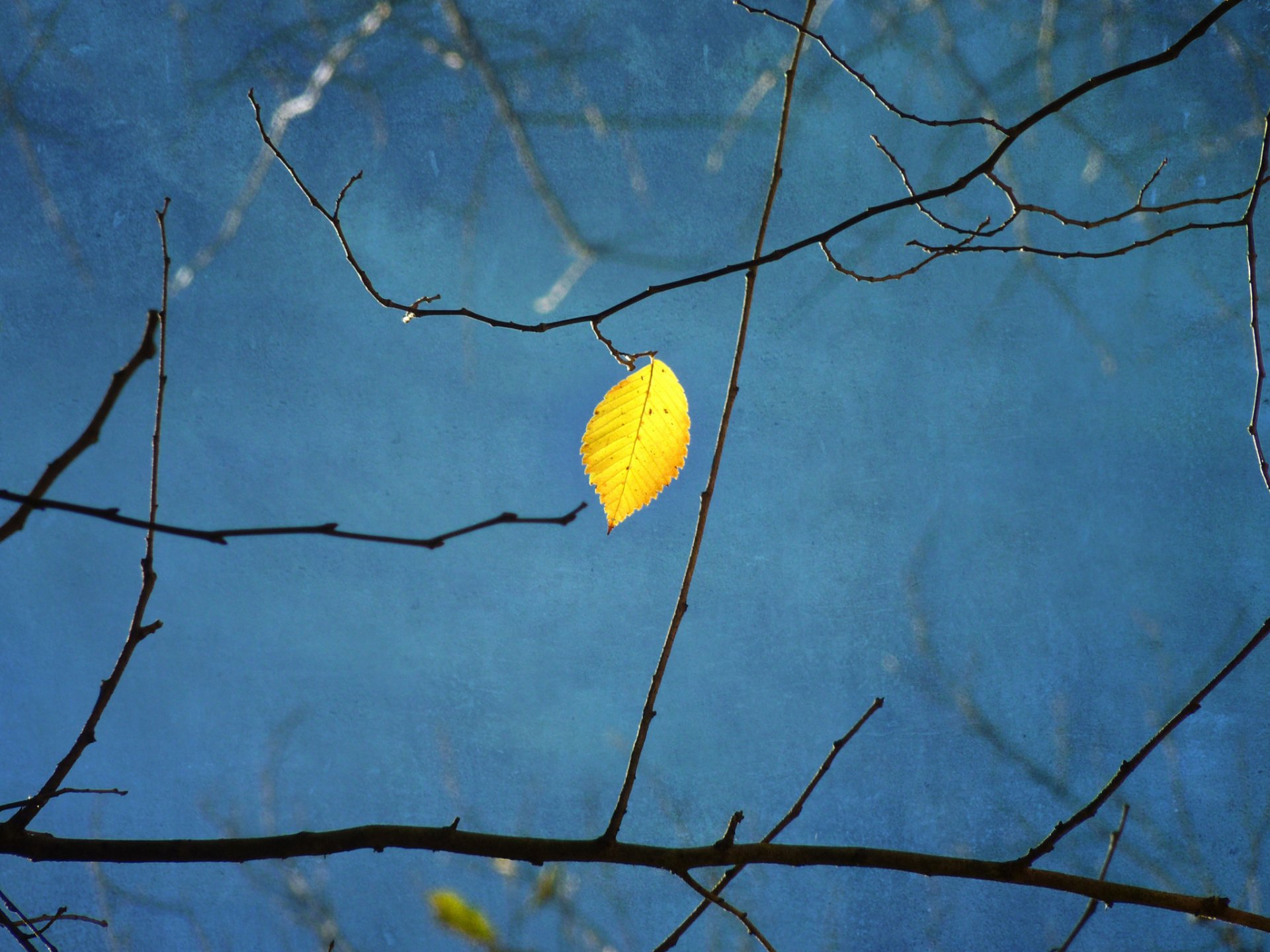 arbre branche feuille jaune fond bleu