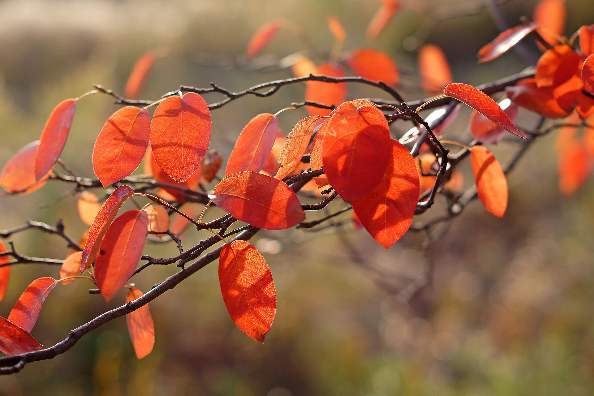 close up autumn branch foliage orange light