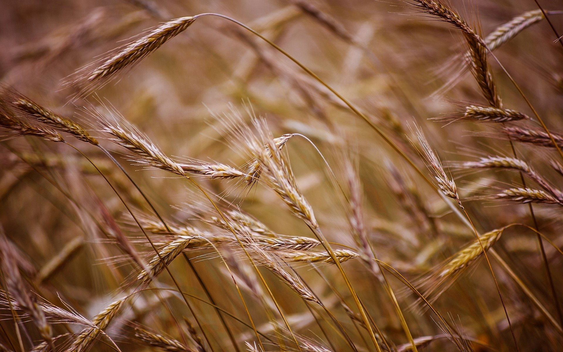 macro field wheat rye background macro wallpaper widescreen fullscreen widescreen widescreen