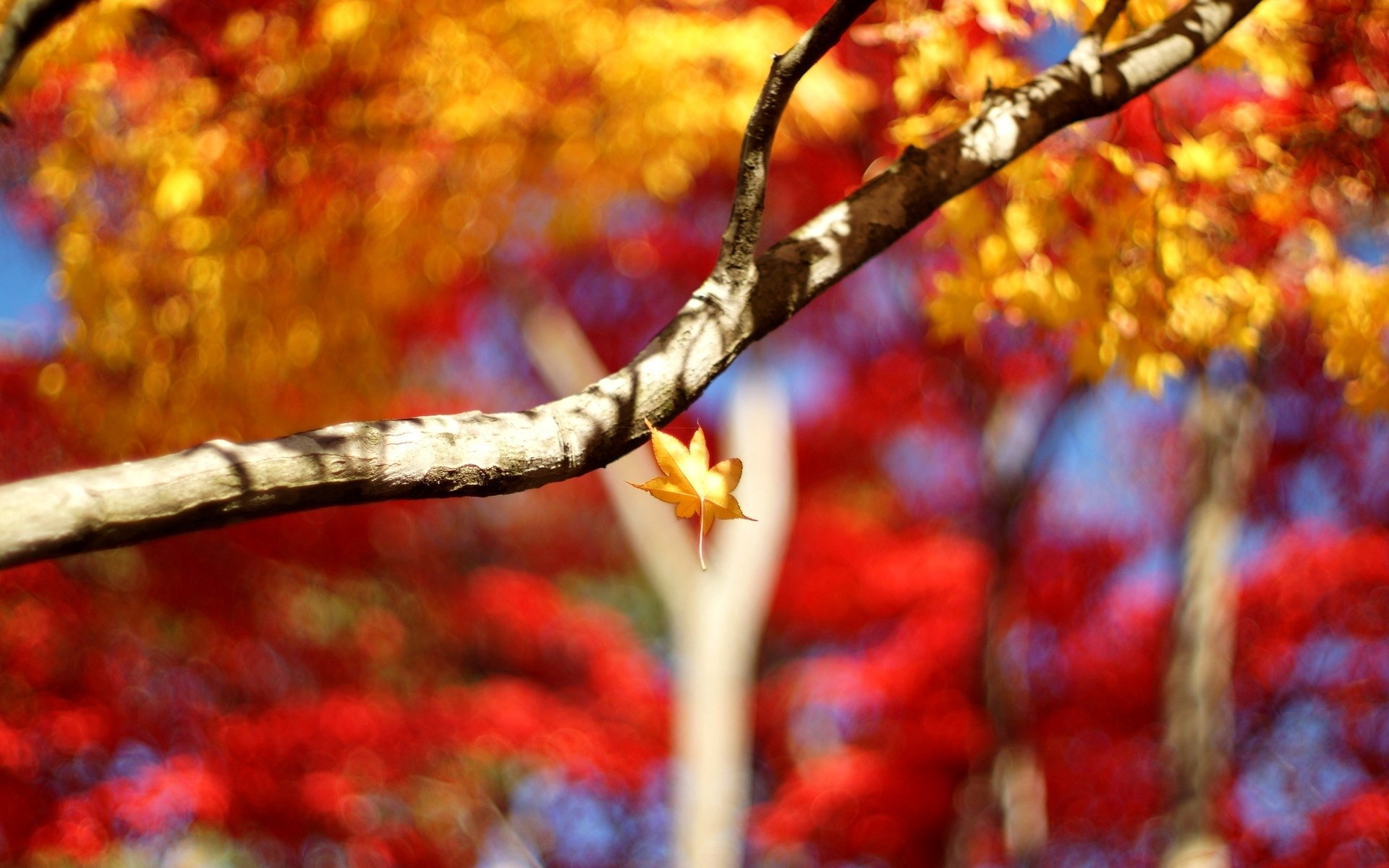 macro albero alberi ramo foglie foglioline foglia bokeh sfocatura macro tre sfondo carta da parati widescreen schermo intero widescreen