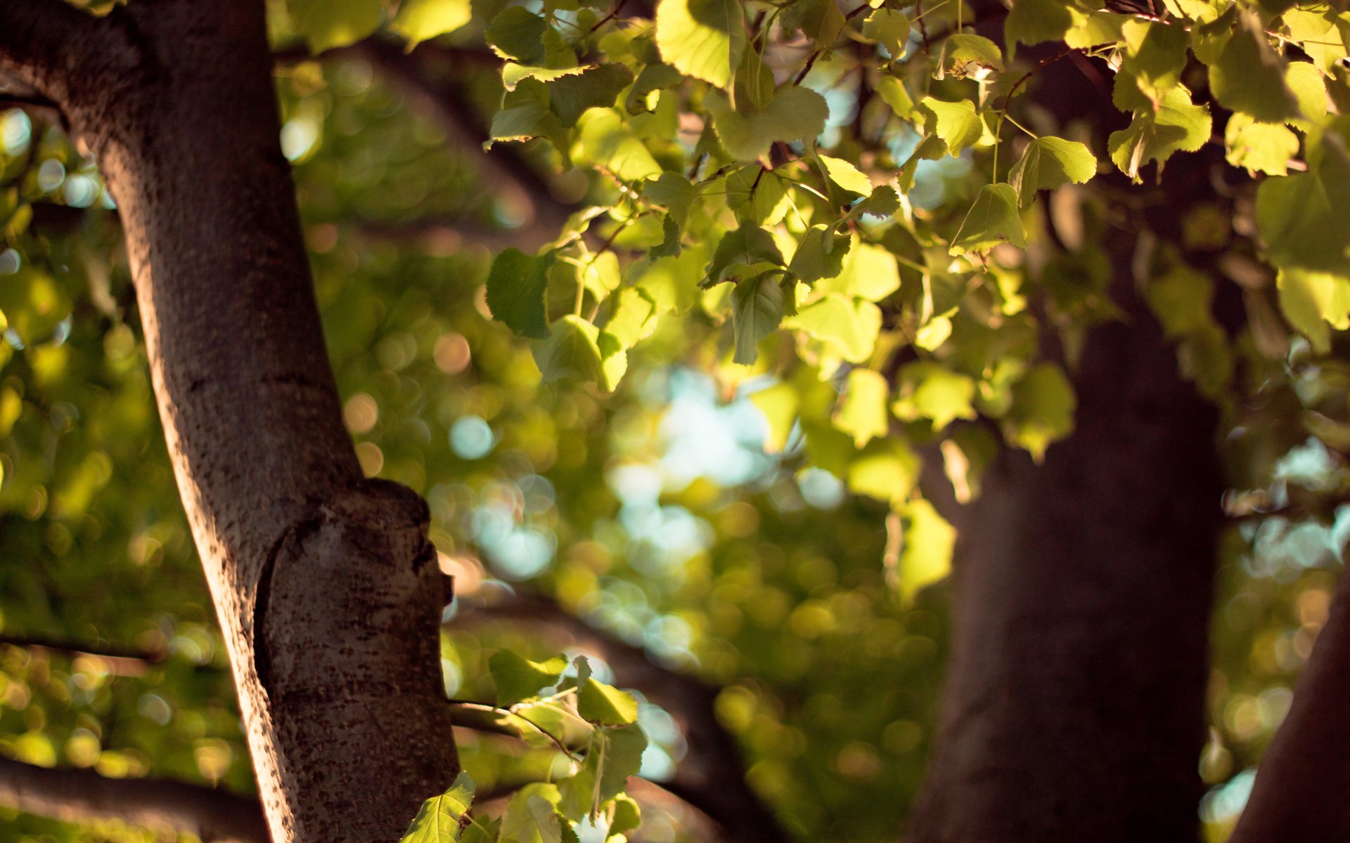 makro bokeh herbst blätter blatt baum gelb grün linsen fokus makro bokeh stamm blatt blätter laub fokus unschärfe hintergrundtapeten braun herbsttapeten widescreen wallpaper schöne fotos tep