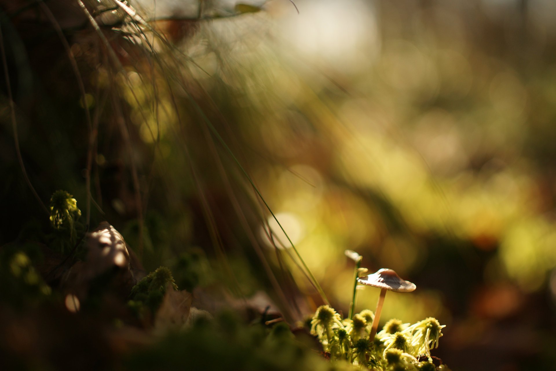 champignon mousse herbe lumière ombre fond éblouissement flou