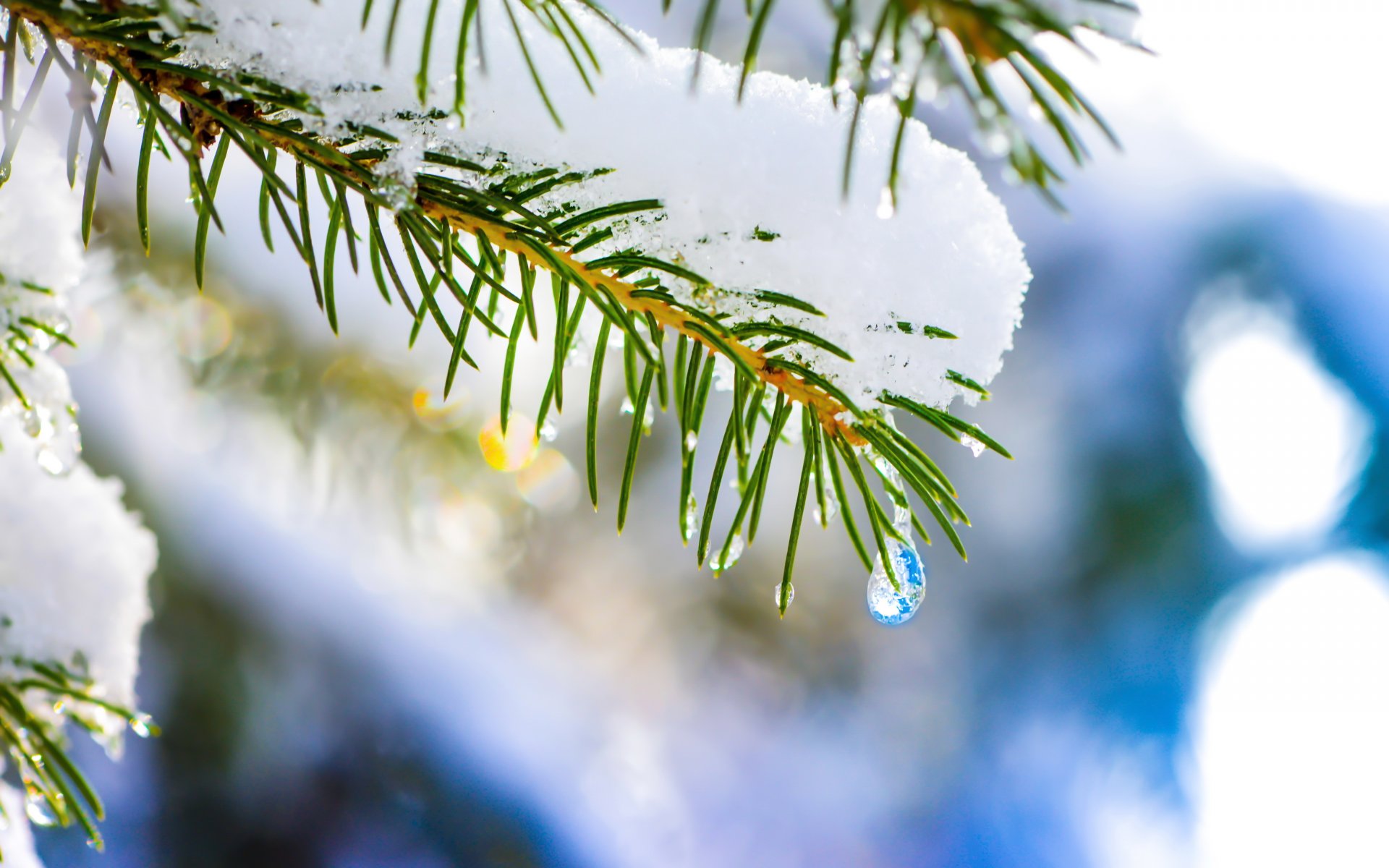 natura macro abete rosso albero di natale neve goccia inverno hq sfondi