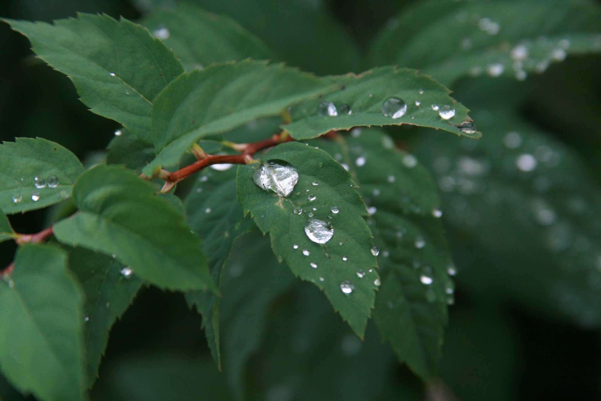 close up nature drops rain morning plant water