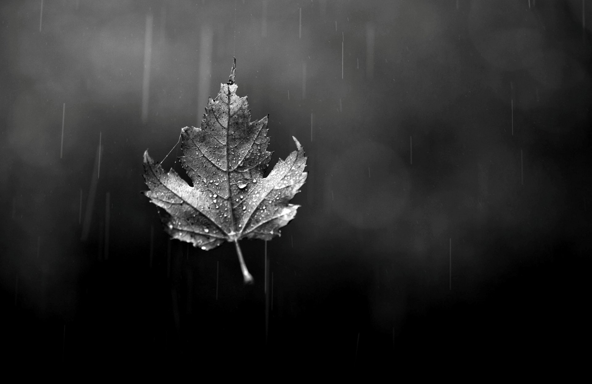 blatt blatt tropfen bokeh glas regen herbst schwarz und weiß