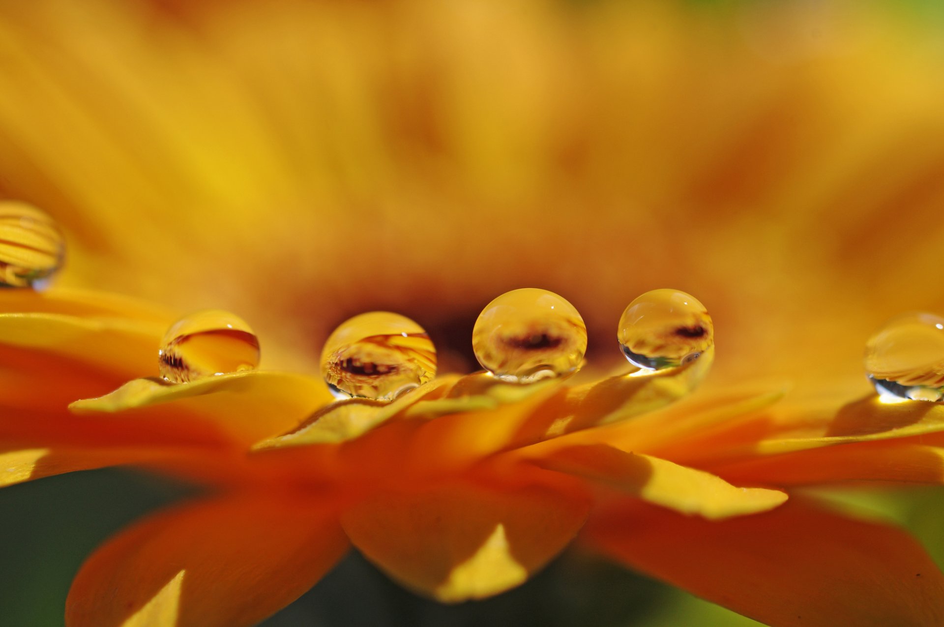 fleur pétales gouttes eau gros plan