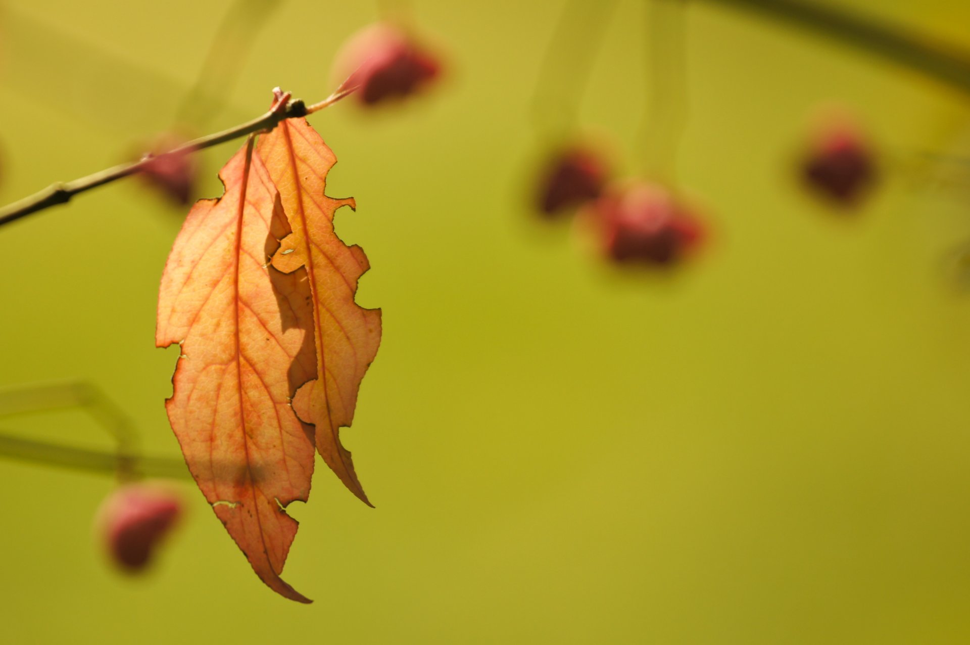 branch leaves autumn background