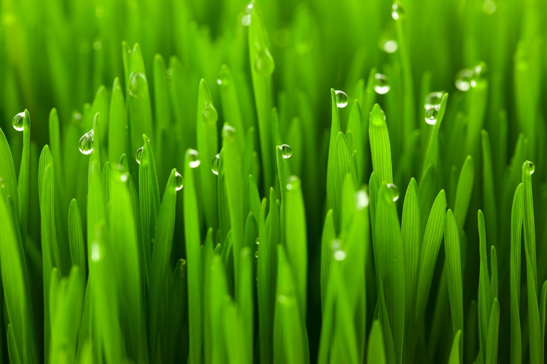 herbe gros plan rosée gouttes eau