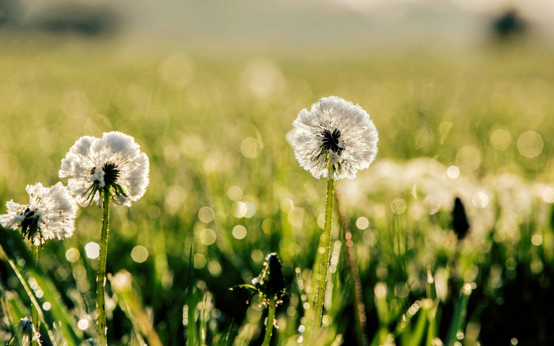 close up dandelion green grass meadow nature rosa bokeh blur day sun background macro wallpaper widescreen full screen hd wallpapers fullscreen