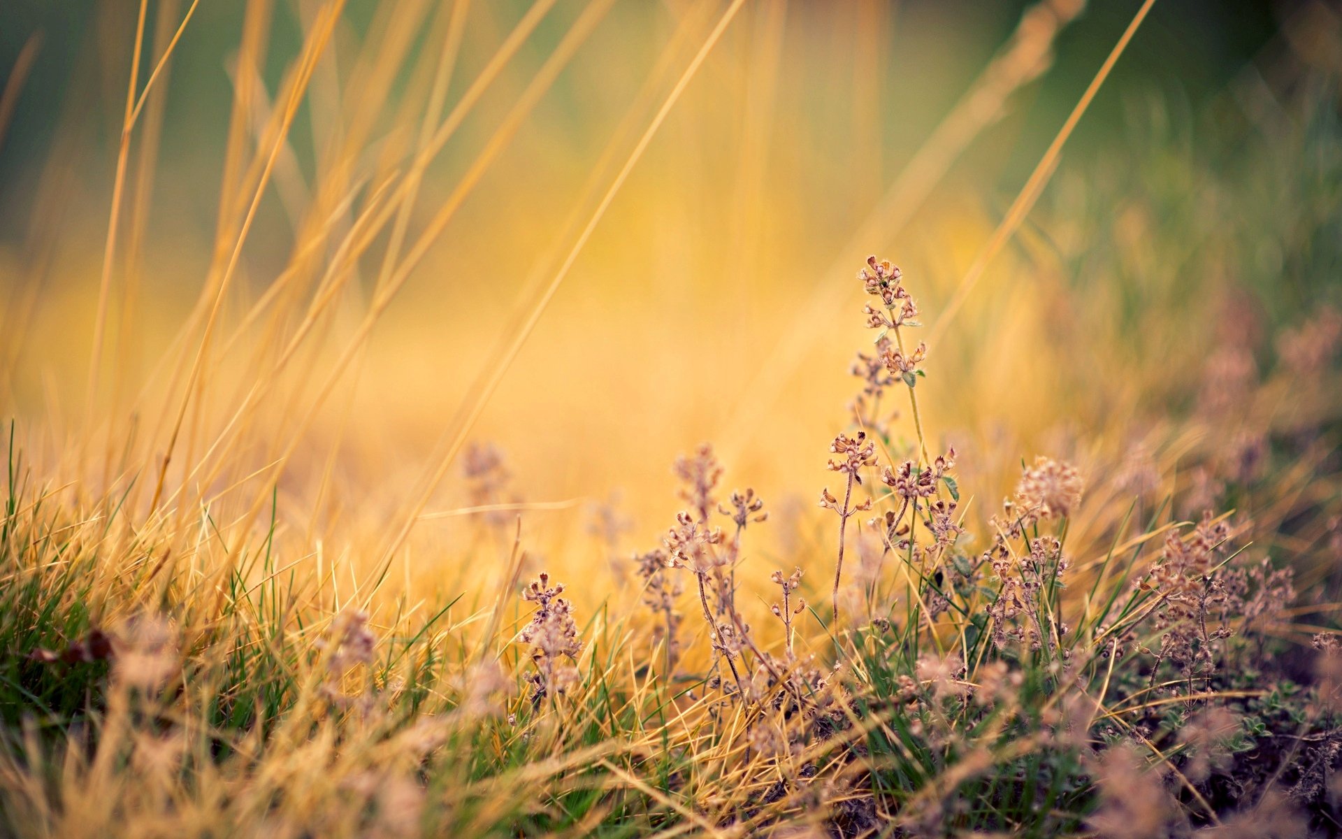 close up flower flowers pink plant background wallpaper widescreen full screen hd wallpapers fullscreen