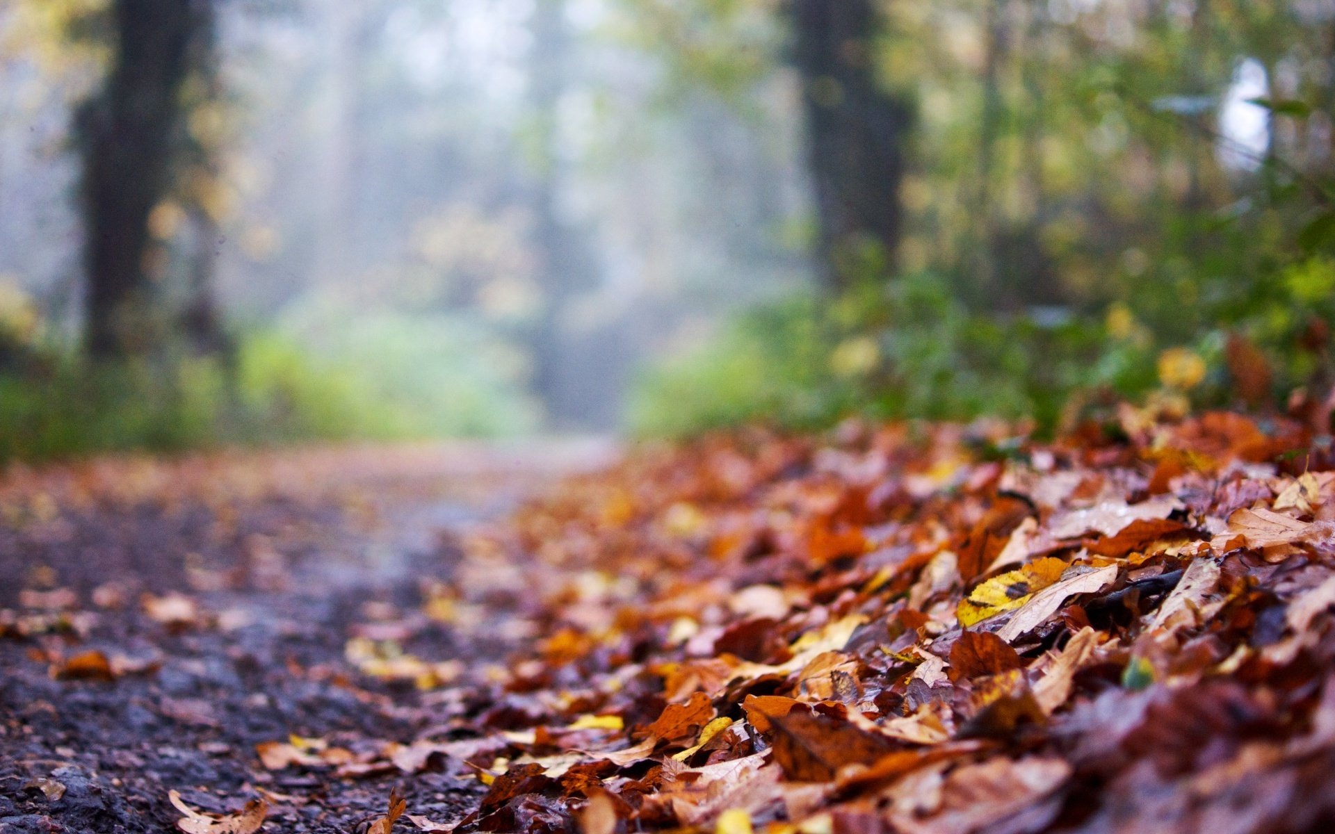 macro leaves leaves autumn road blur background macro wallpaper widescreen fullscreen widescreen widescreen