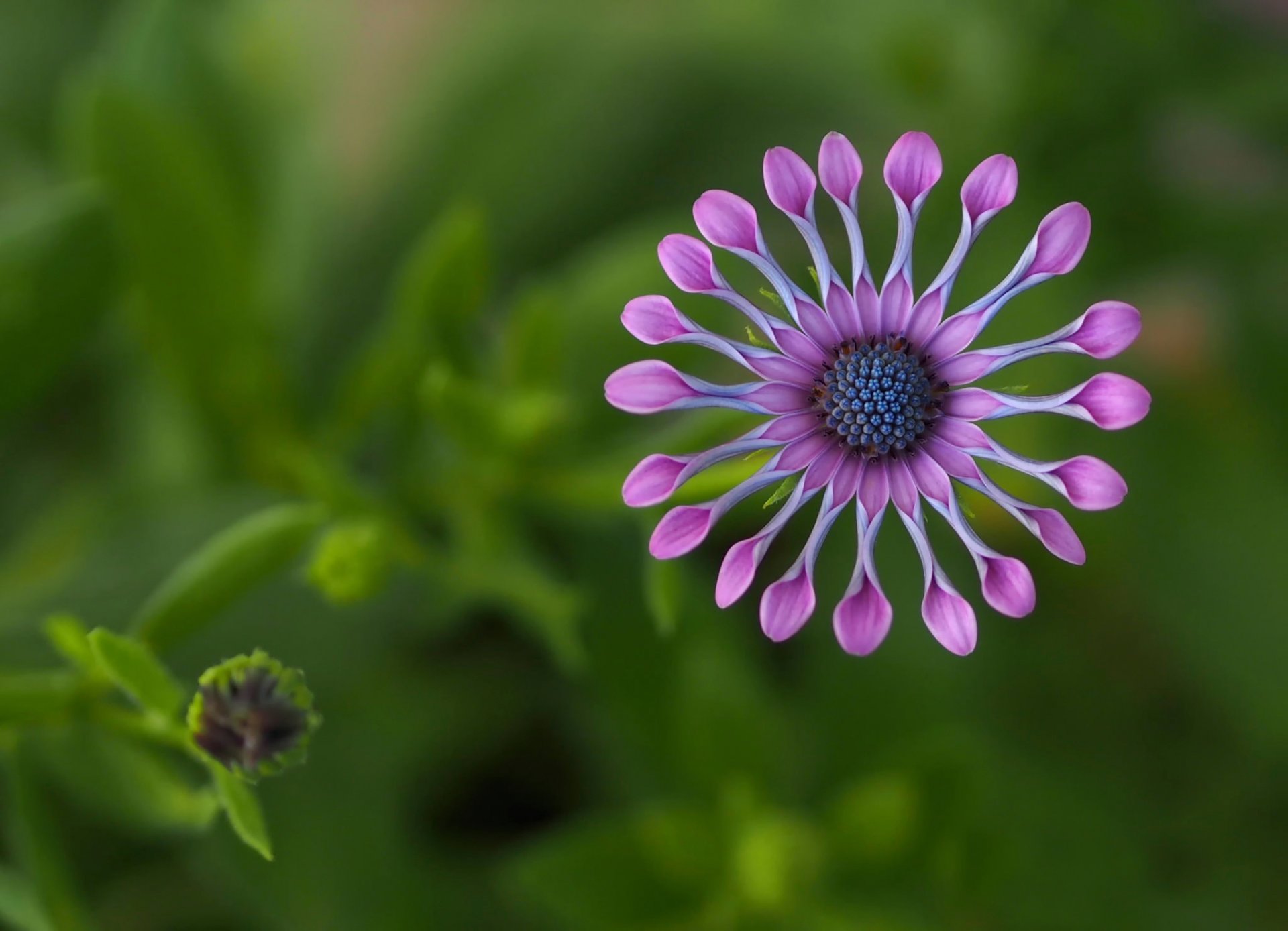 osteospurmum африка цветок