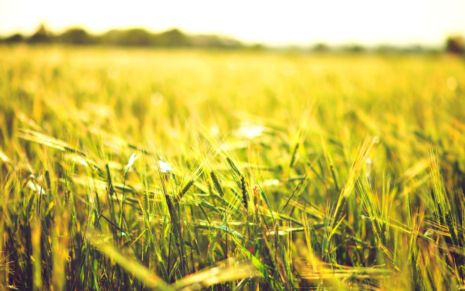 macro campo grano segale spighette spighette sole sfondo carta da parati widescreen a schermo intero widescreen widescreen