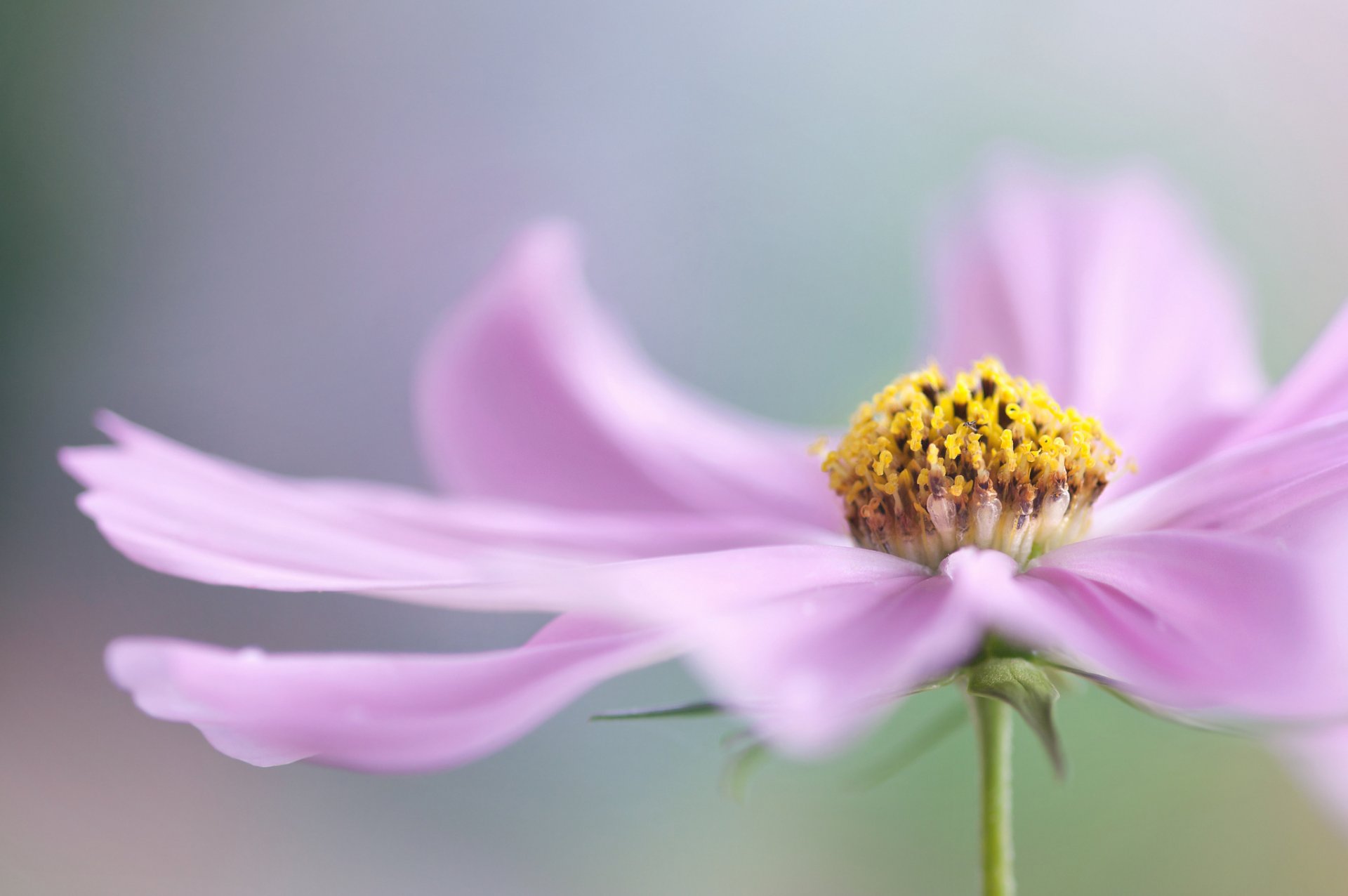 flor rosa macro pétalos