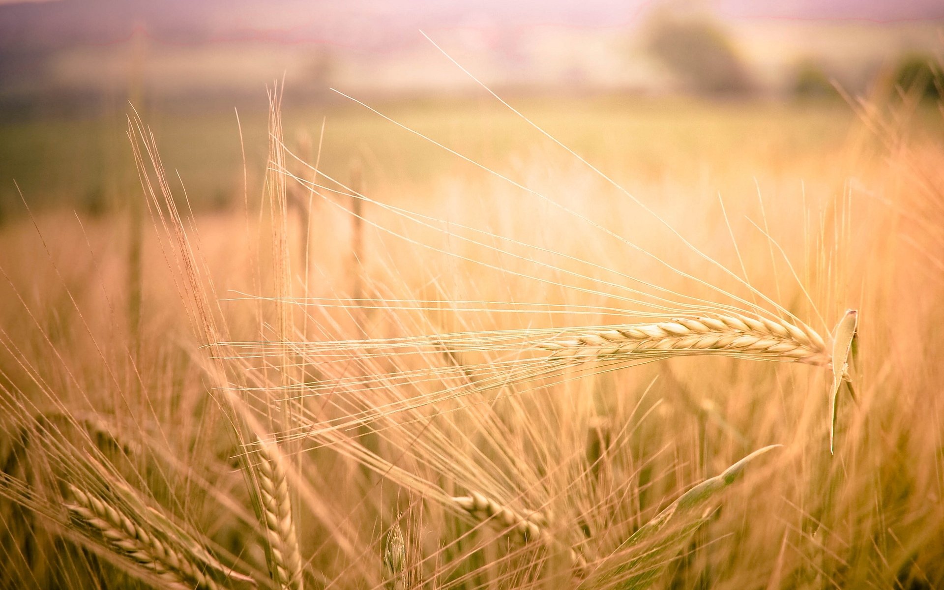 macro field wheat rye ears spikelets spikelet nature background wallpaper widescreen fullscreen widescreen widescreen