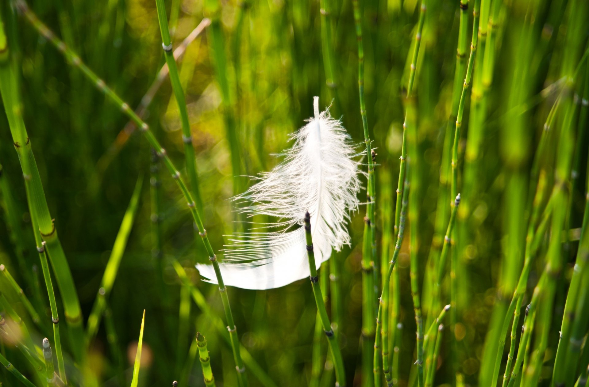 gros plan herbe verdure plume plume flou arrière-plan papier peint écran large plein écran écran large