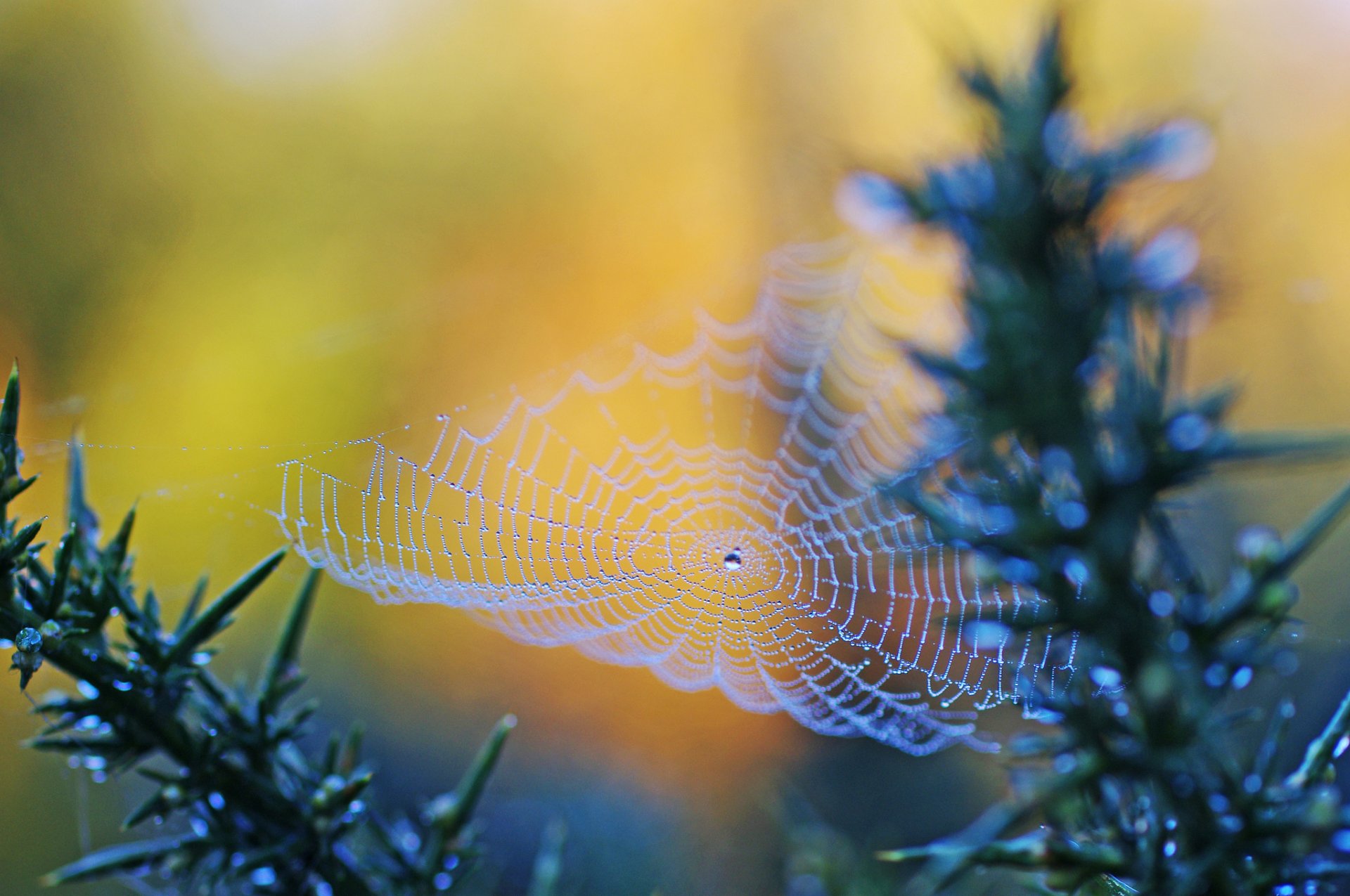 web close up drops water rosa