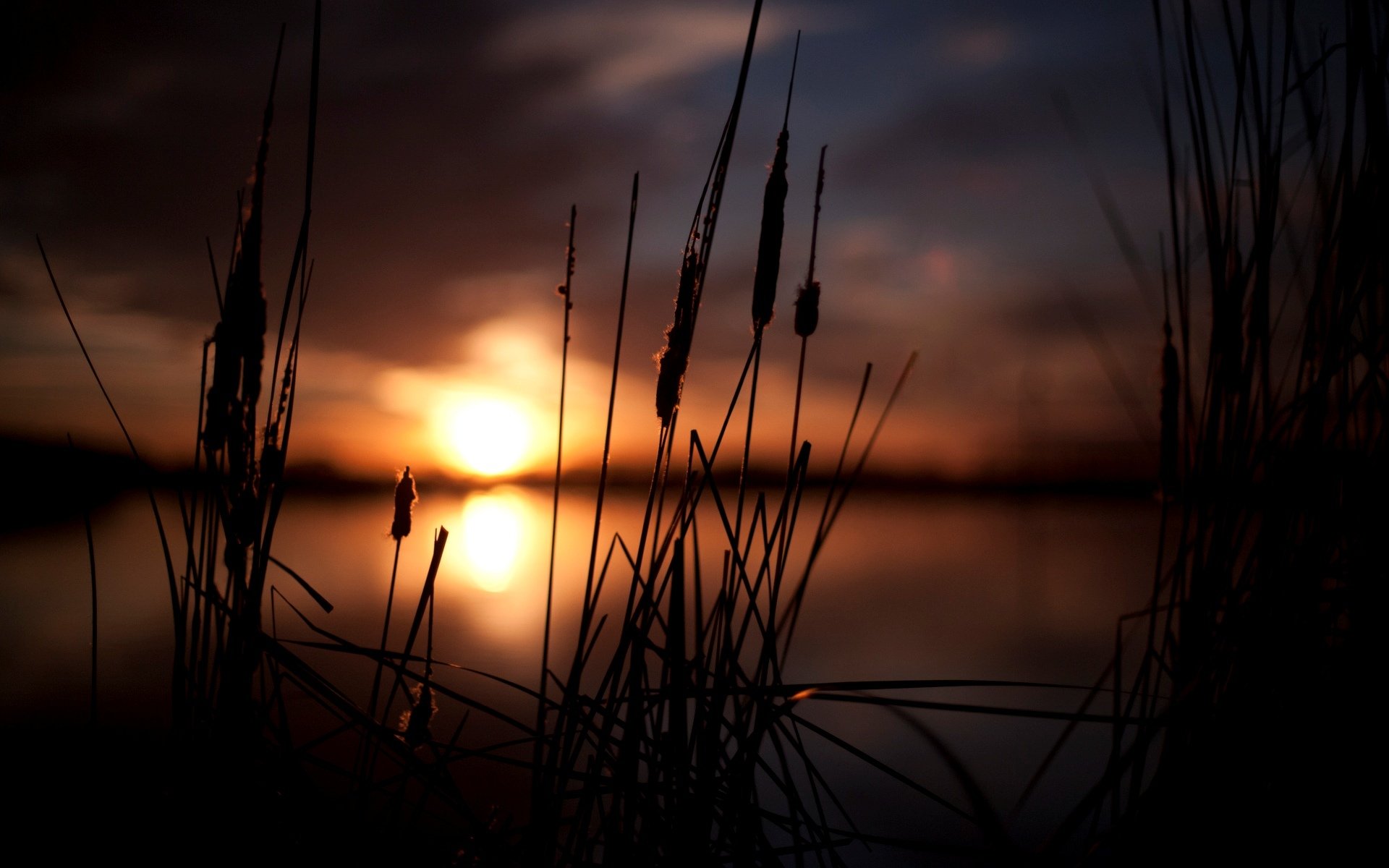 macro natura spighette spighette tramonto sole pianta cielo sfocatura bokeh sfondo carta da parati widescreen schermo intero widescreen widescreen