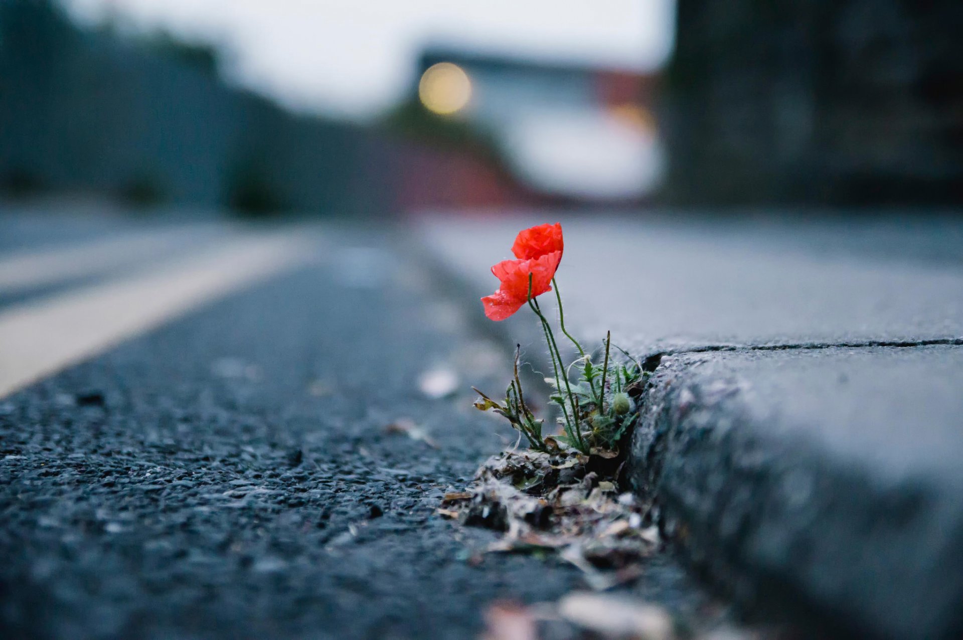 mohn blume straße stadt