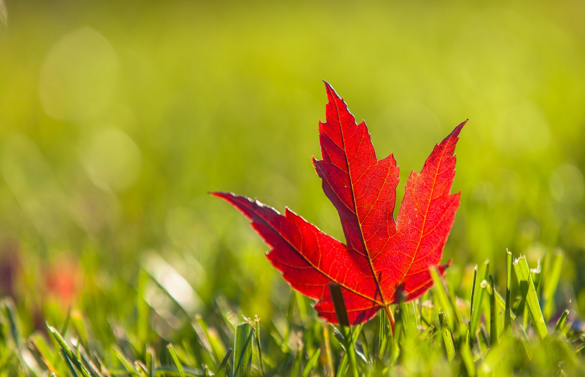 blatt rot weinrot ahorn gras herbst