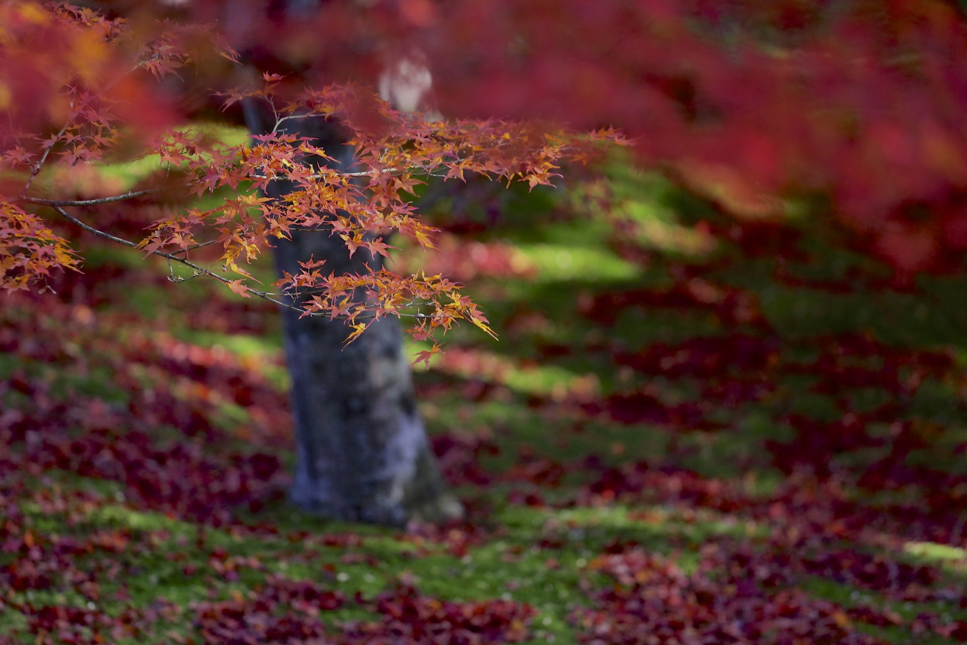 baum ahorn rot orange blätter herbst makro fokus unschärfe