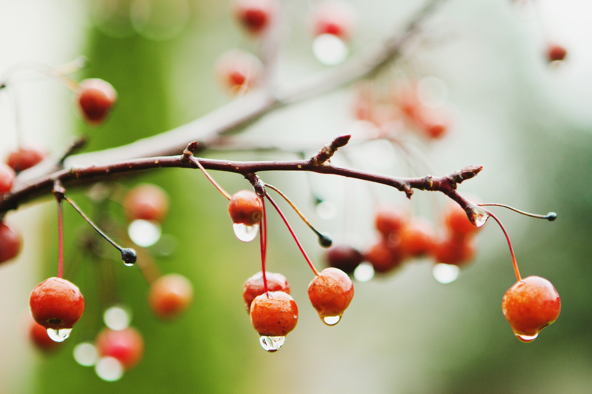 close up wet cherry berries branch rain