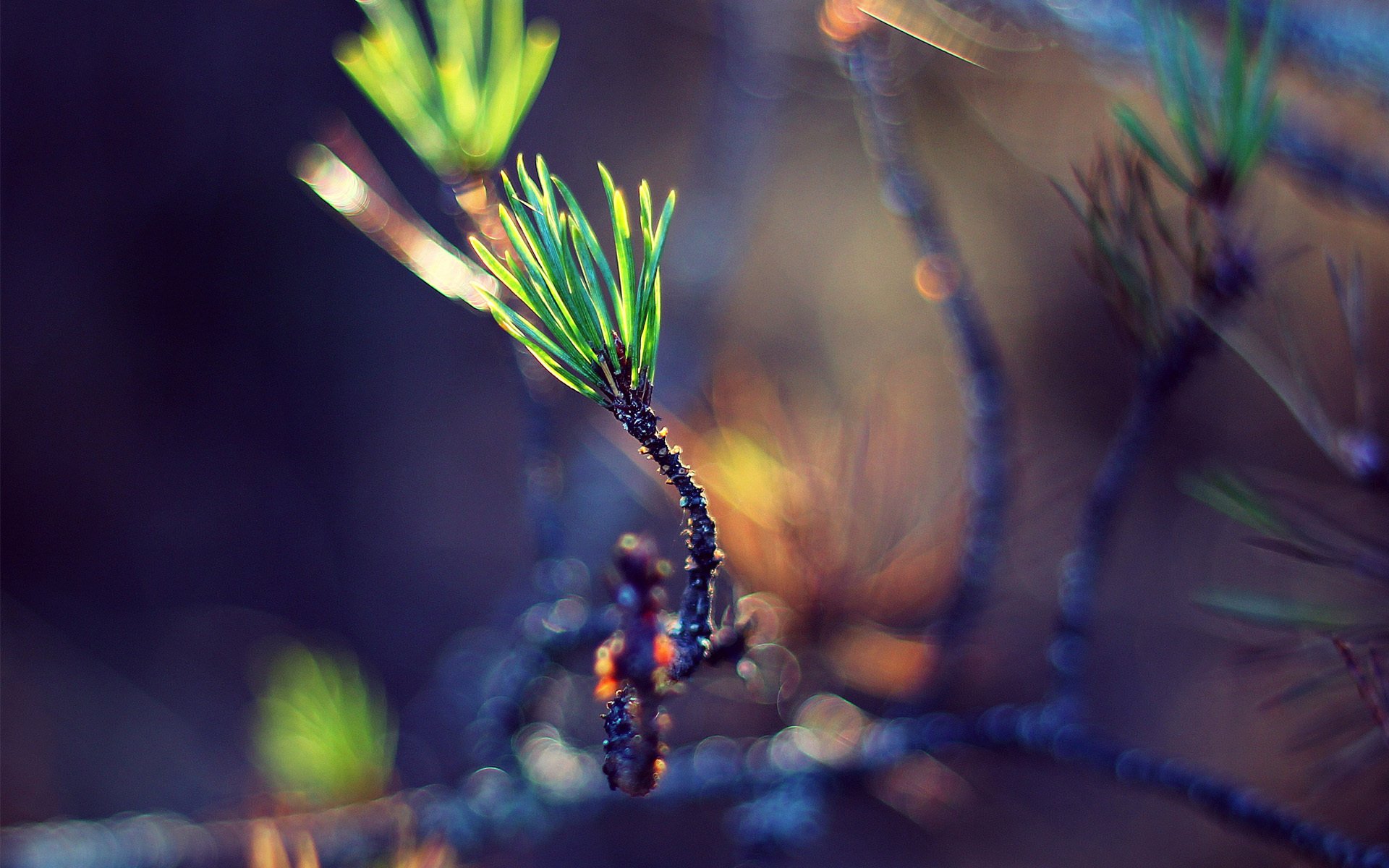 makro zweig nadeln grüns sprossen bokeh