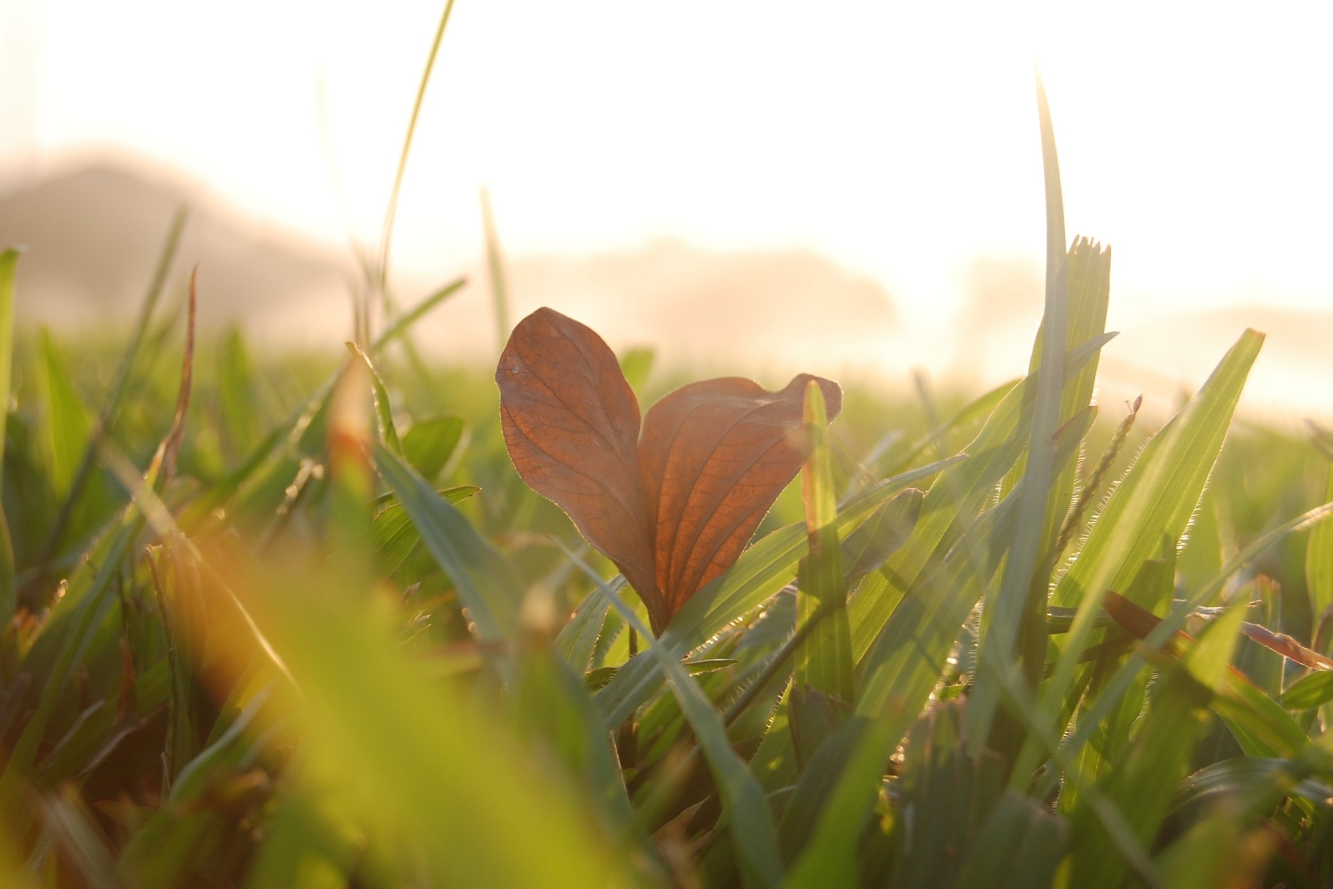 macro foglia foglia macro lasciare erba verde prato sole sfondo carta da parati widescreen schermo intero widescreen widescreen