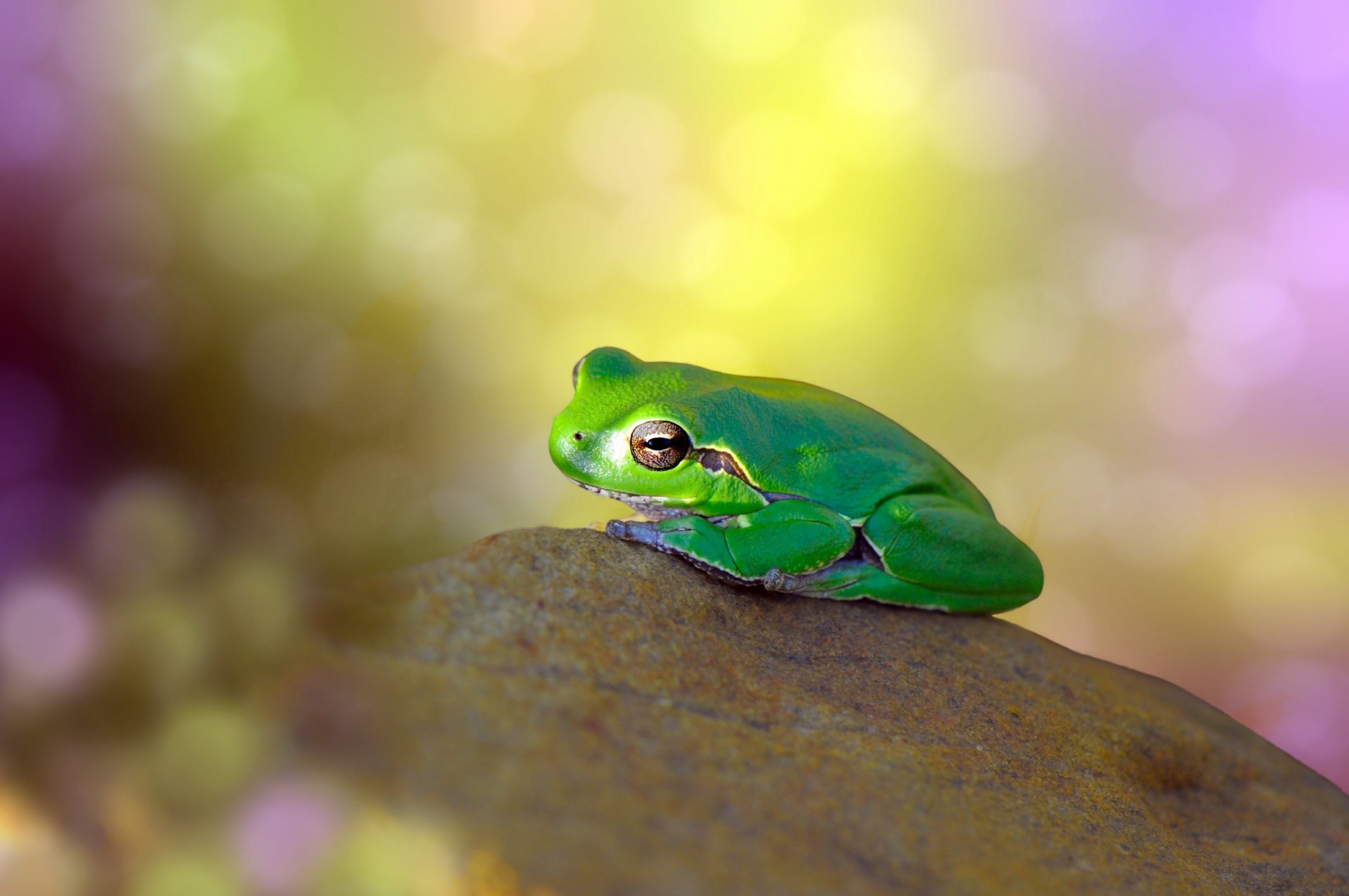 pierre grenouille vert fond éblouissement