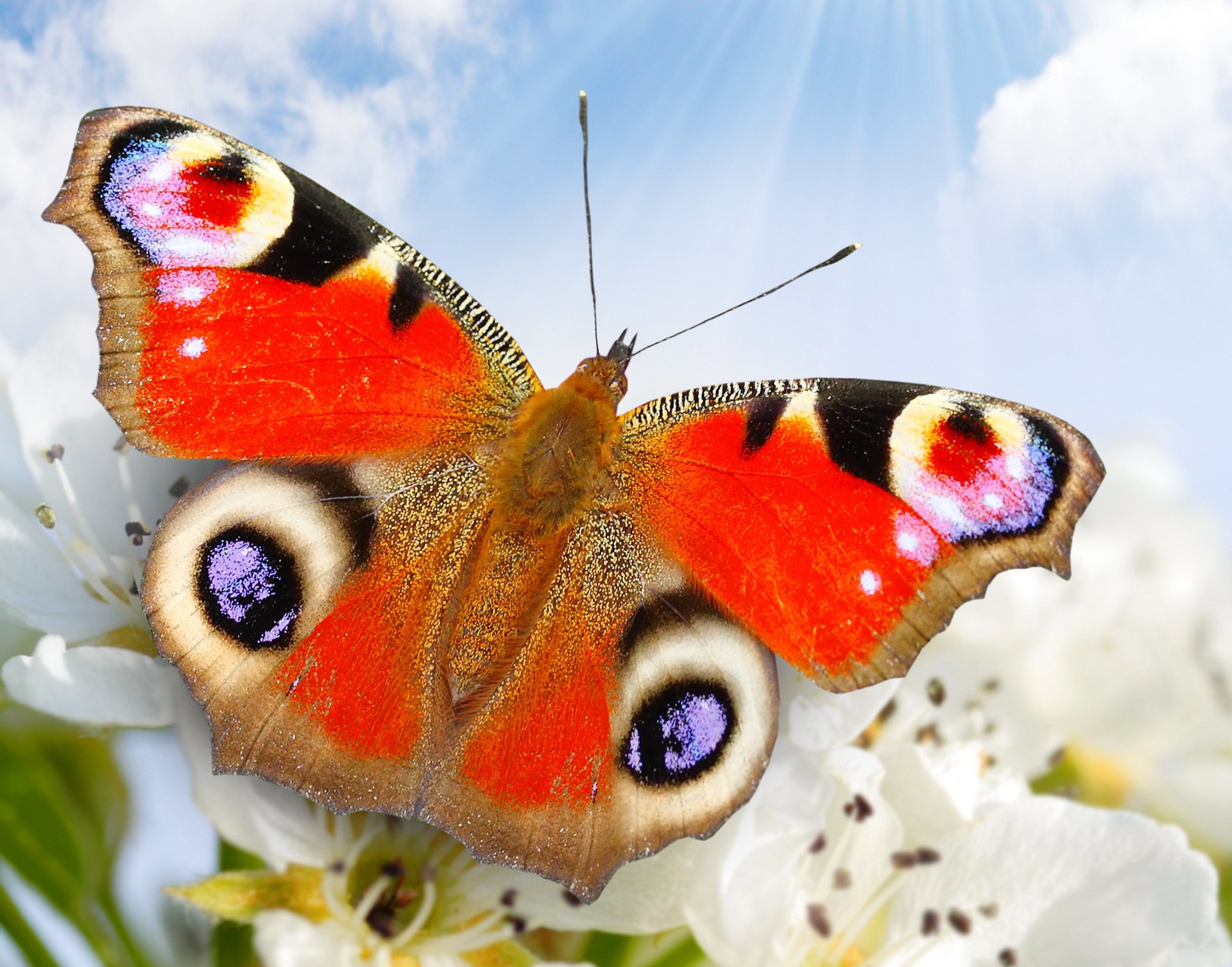 nature papillon gros plan fleurs ciel