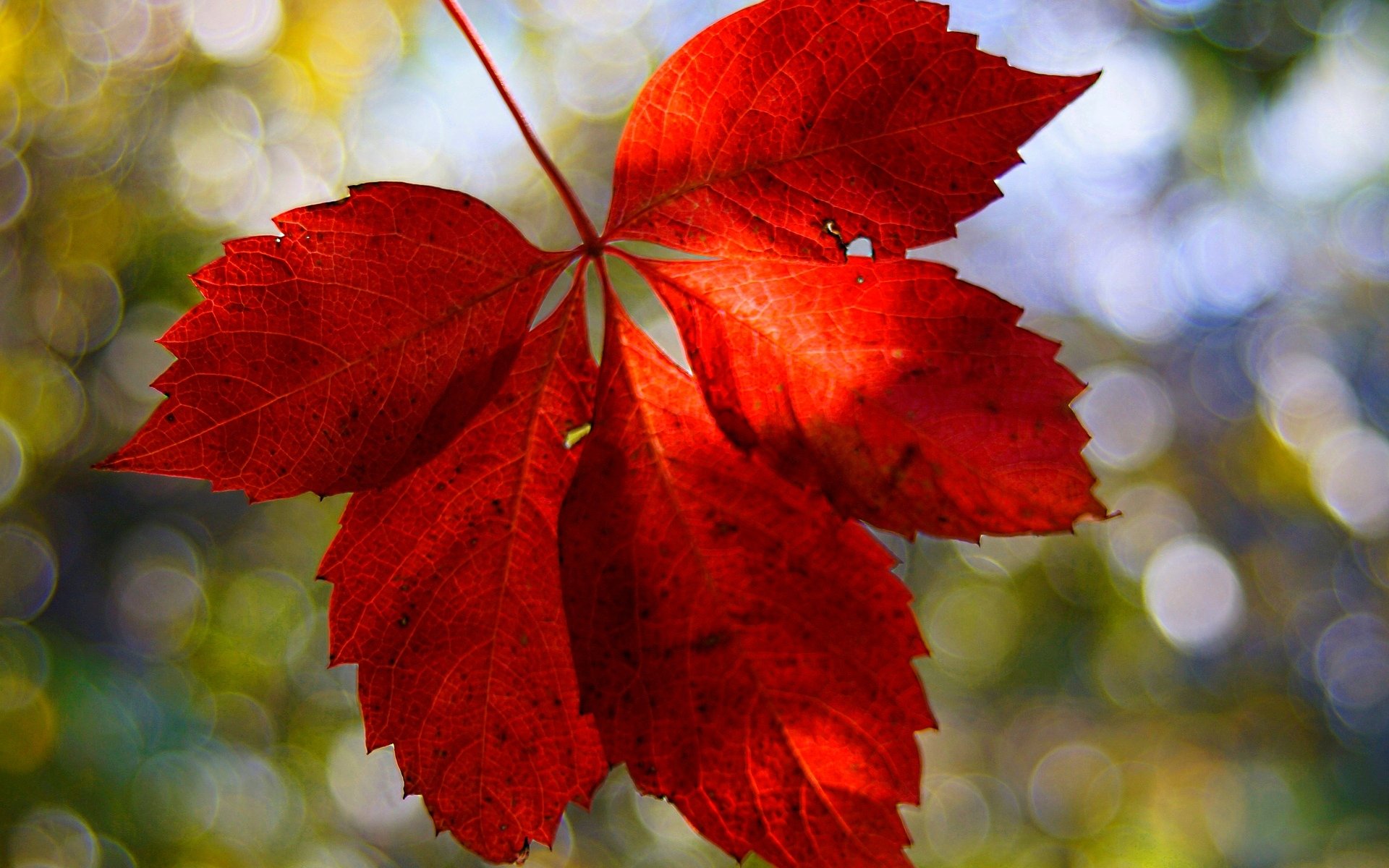 macro leaf leaflet red blur background wallpaper widescreen fullscreen widescreen