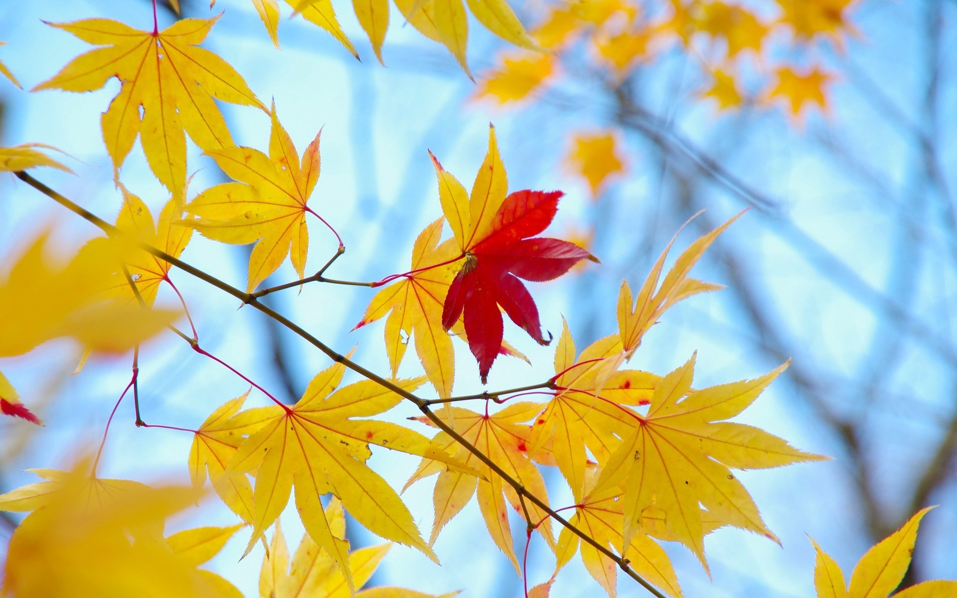 macro feuilles folioles automne jaune rouge arbre macro arrière-plan papier peint écran large plein écran écran large