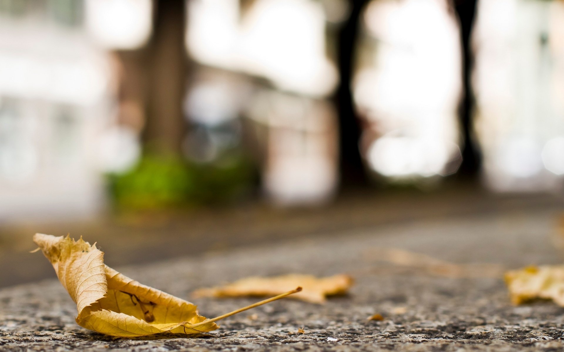 macro leaf leaflet yellow leaves autumn earth asphalt blur background wallpaper widescreen fullscreen widescreen widescreen