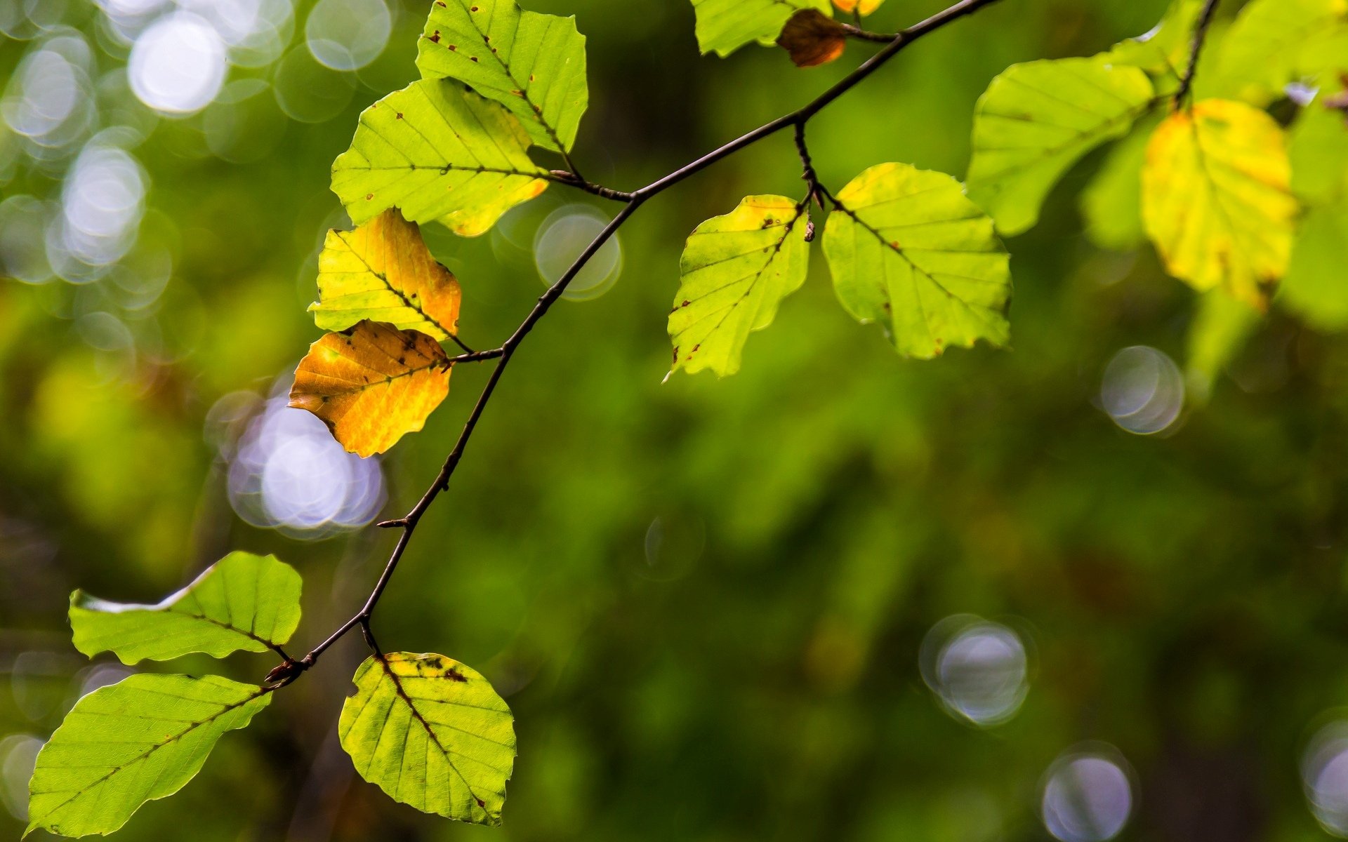 macro leaf leaves leaves yellow branch tree blur background wallpaper widescreen fullscreen widescreen widescreen