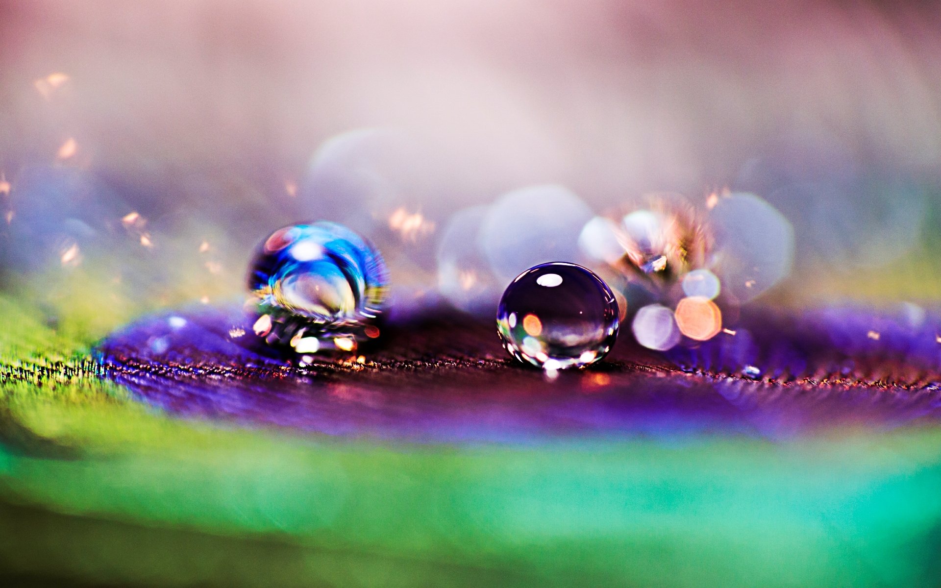 close up feather peacock drops drop rosa bokeh blur macro background wallpaper widescreen full screen hd wallpaper