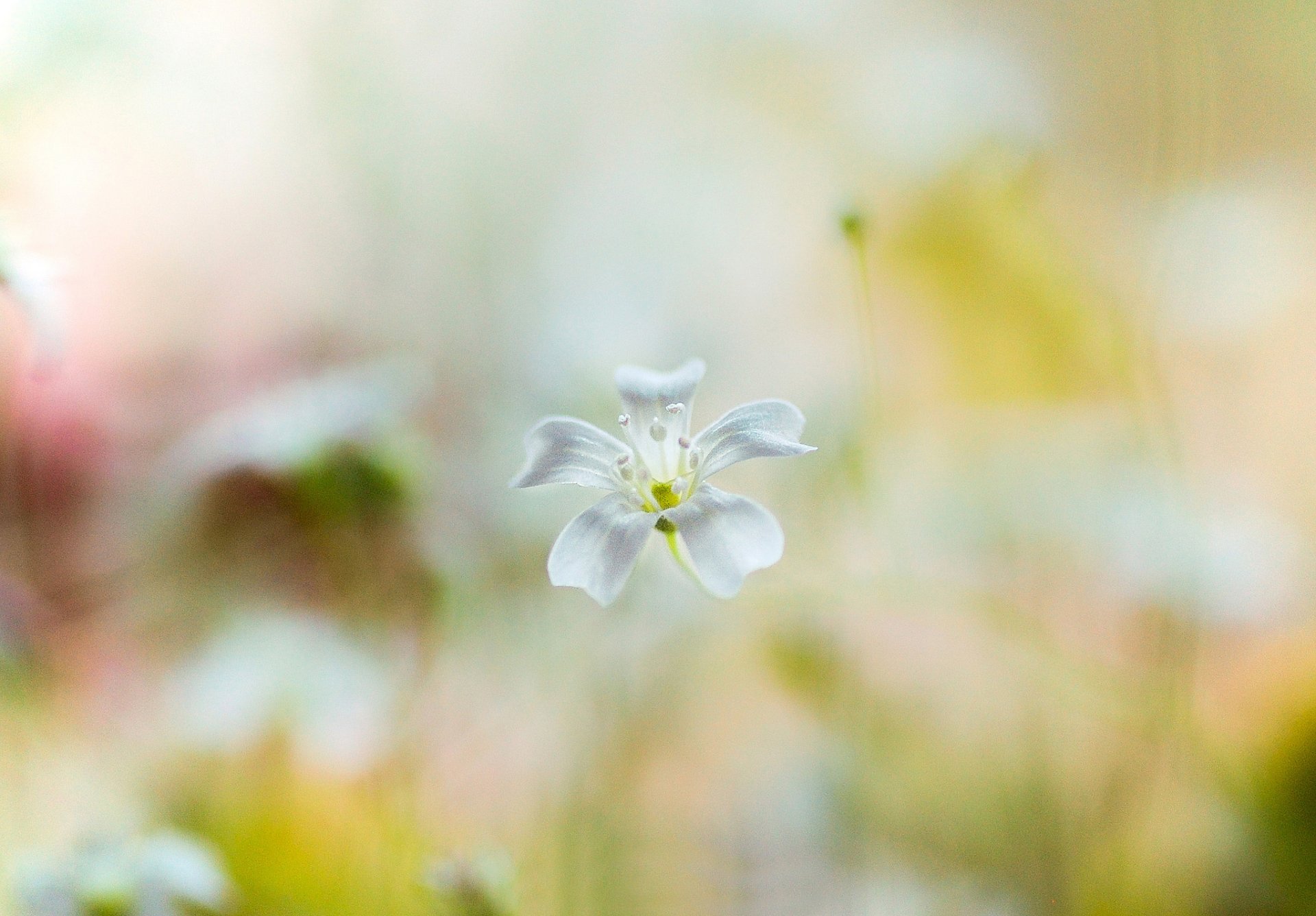 fiore fiore bianco sfondo sfocatura