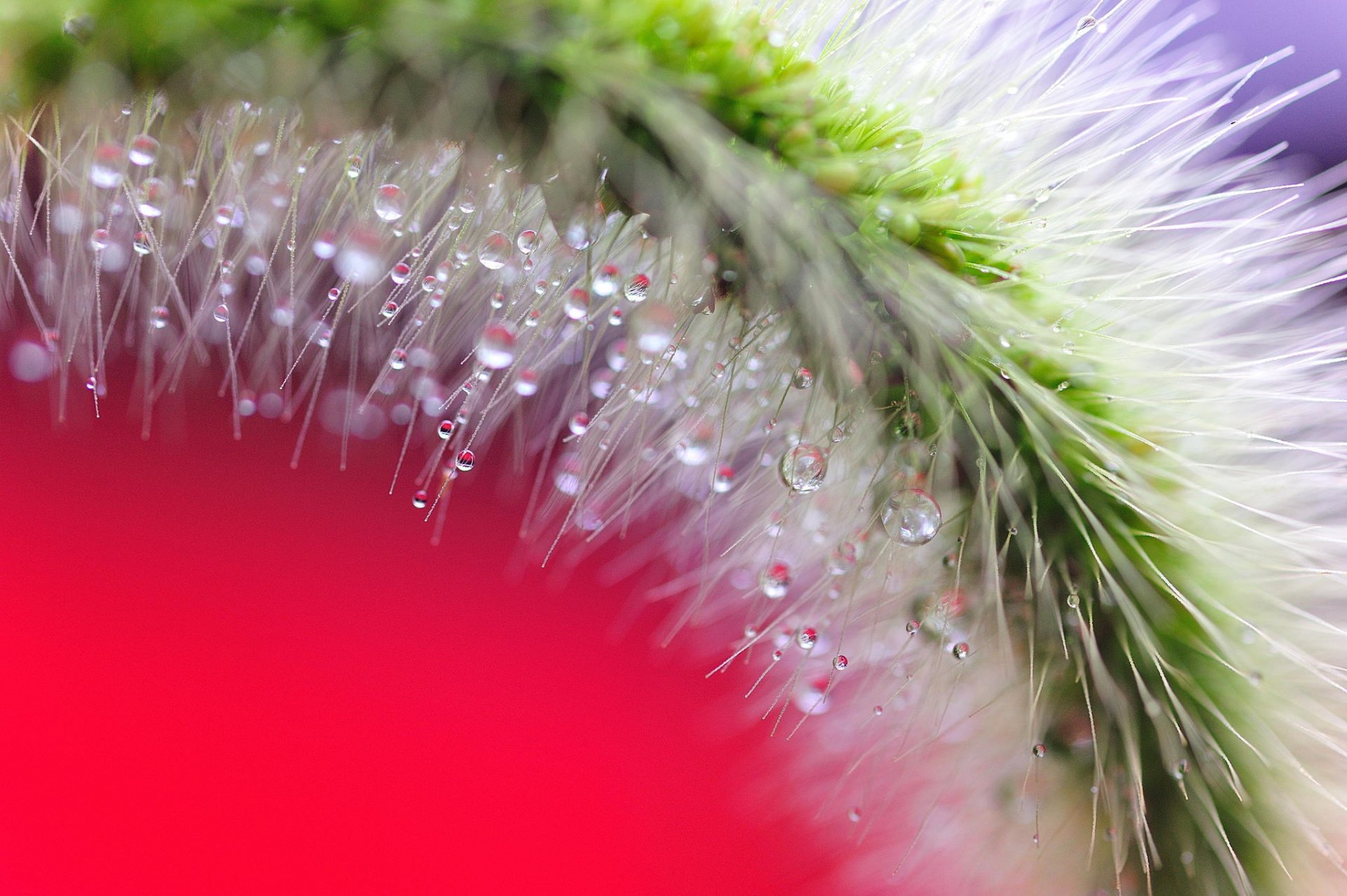 close up spike plant rosa drop