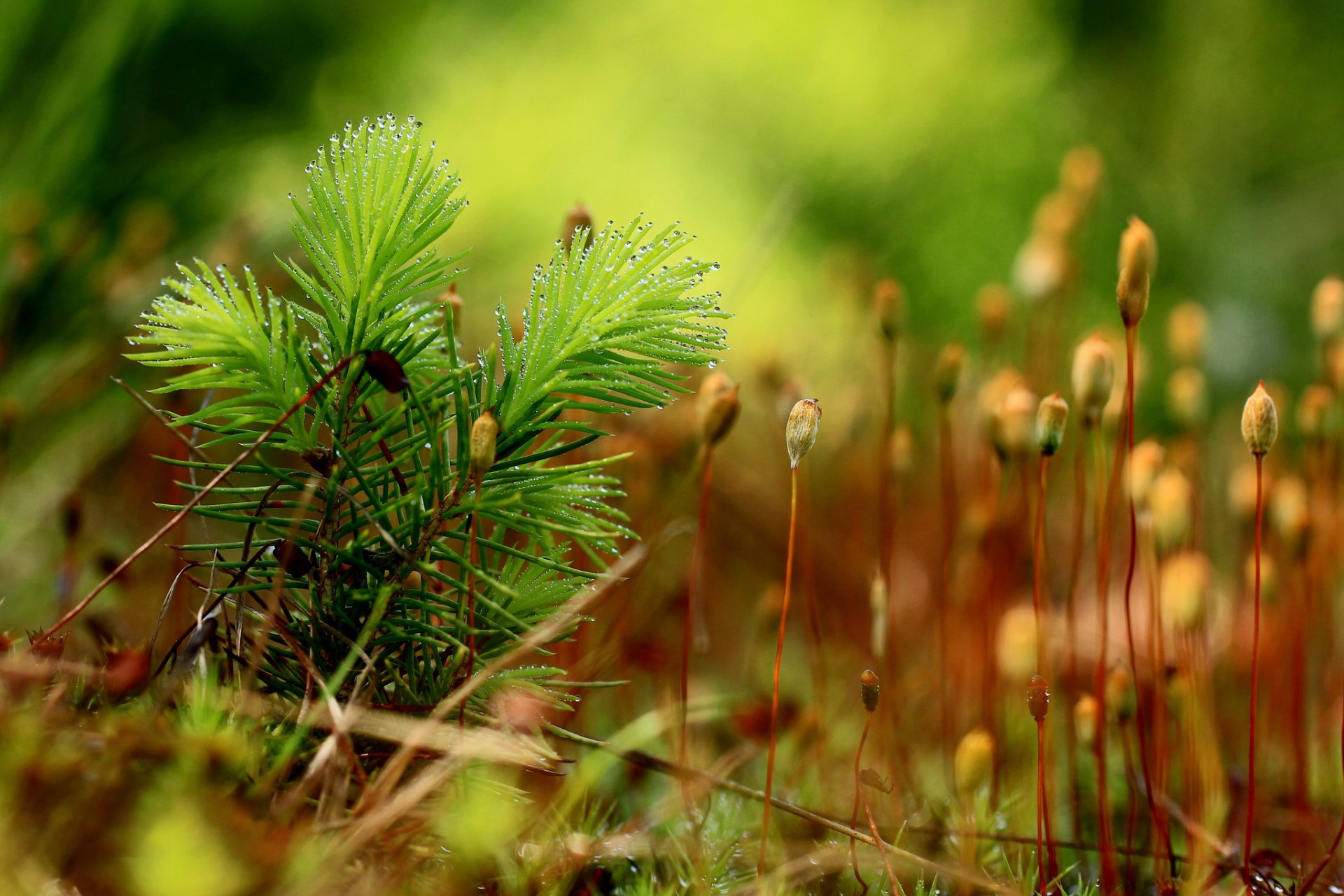 plants moss drops rosa background