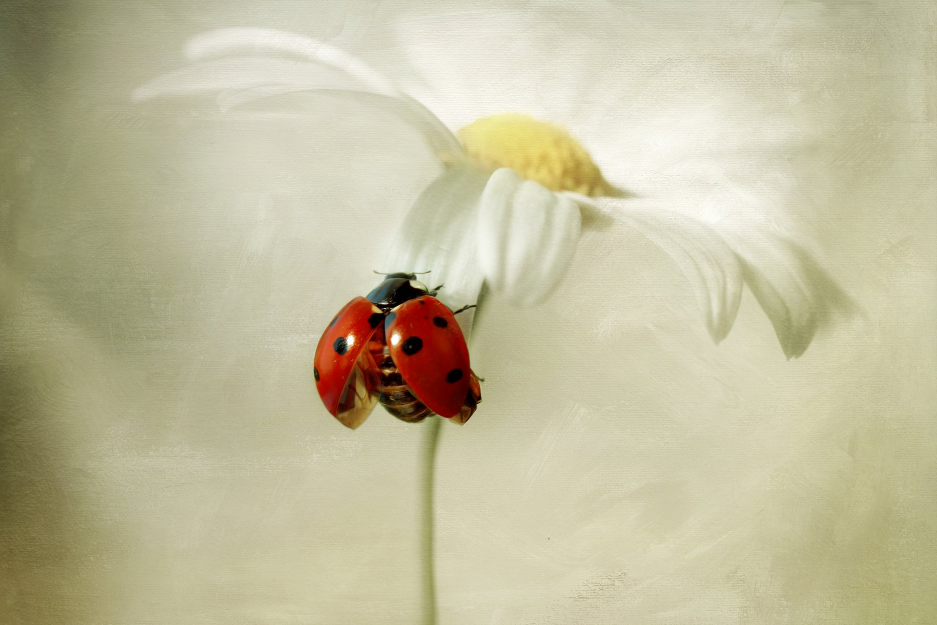 fiore margherita bianco coccinella