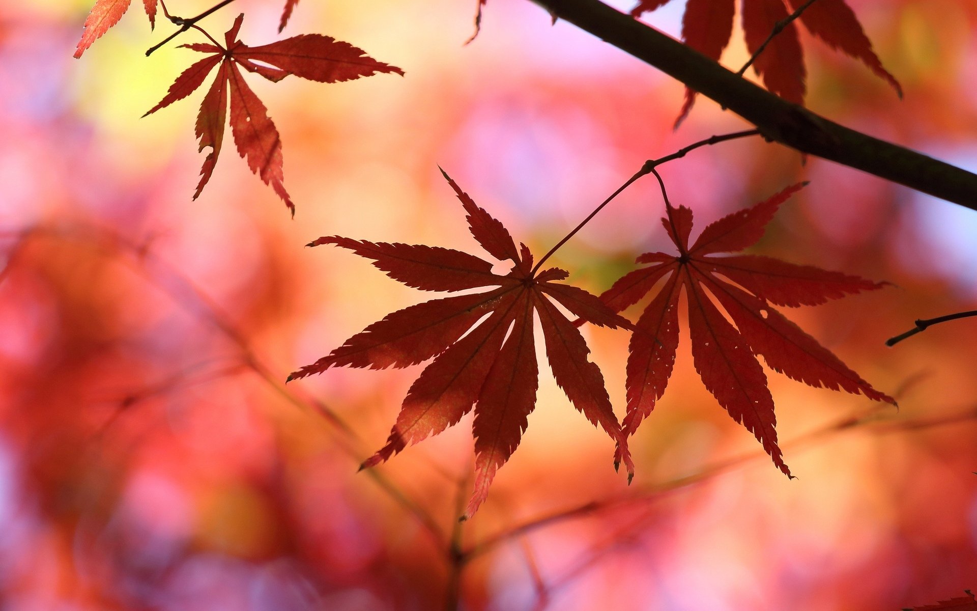 macro feuilles folioles feuilles rouge arbre arbres flou arrière-plan papier peint écran large plein écran écran large