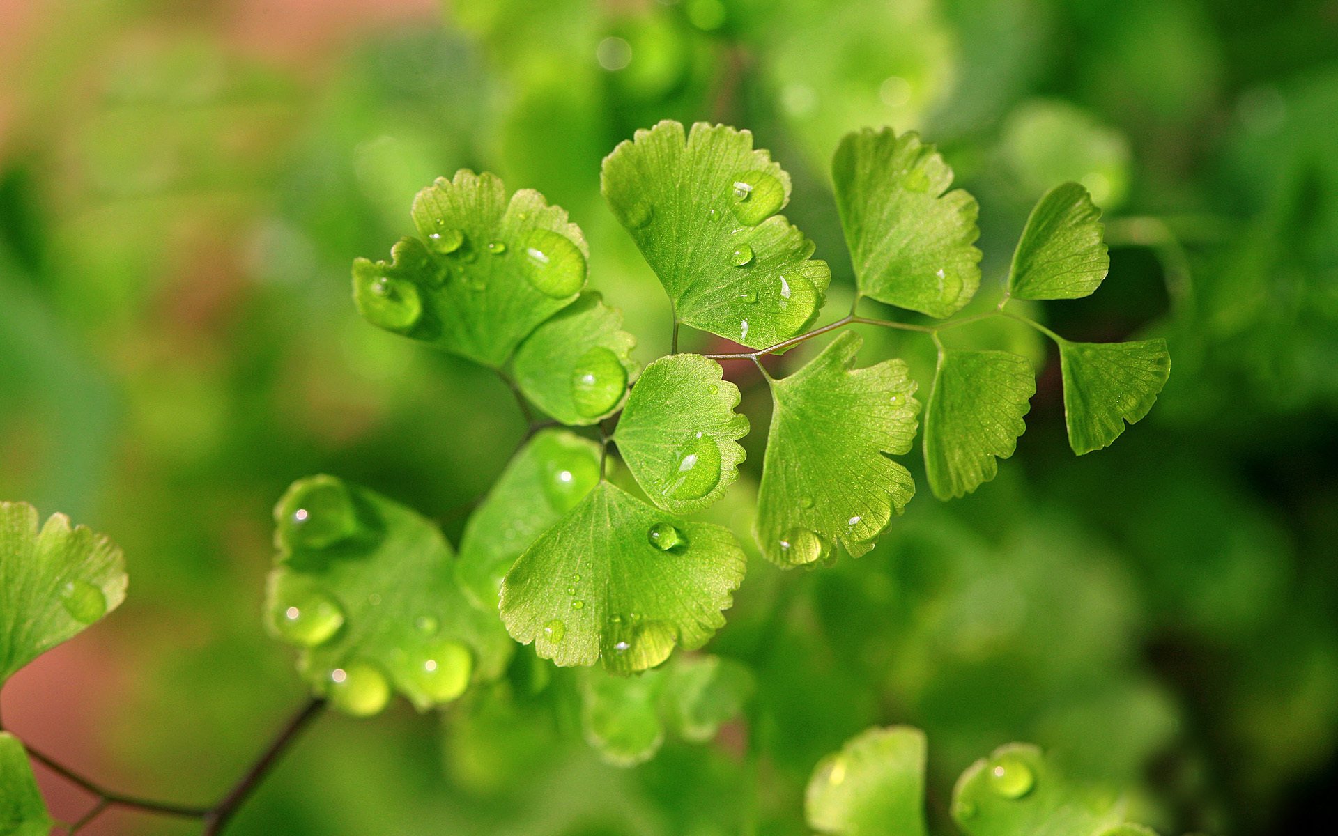 macro planta verde gotas de agua rocío naturaleza