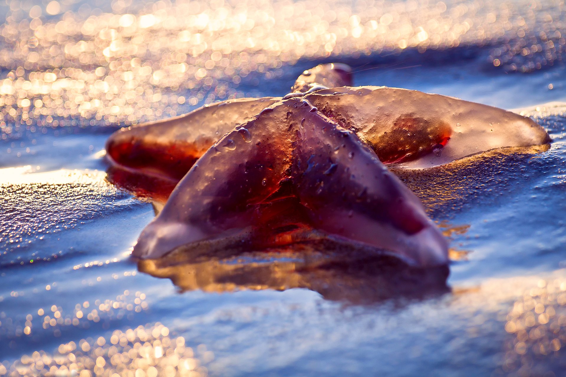 macro bagnato spiaggia mare stella marina luce bokeh